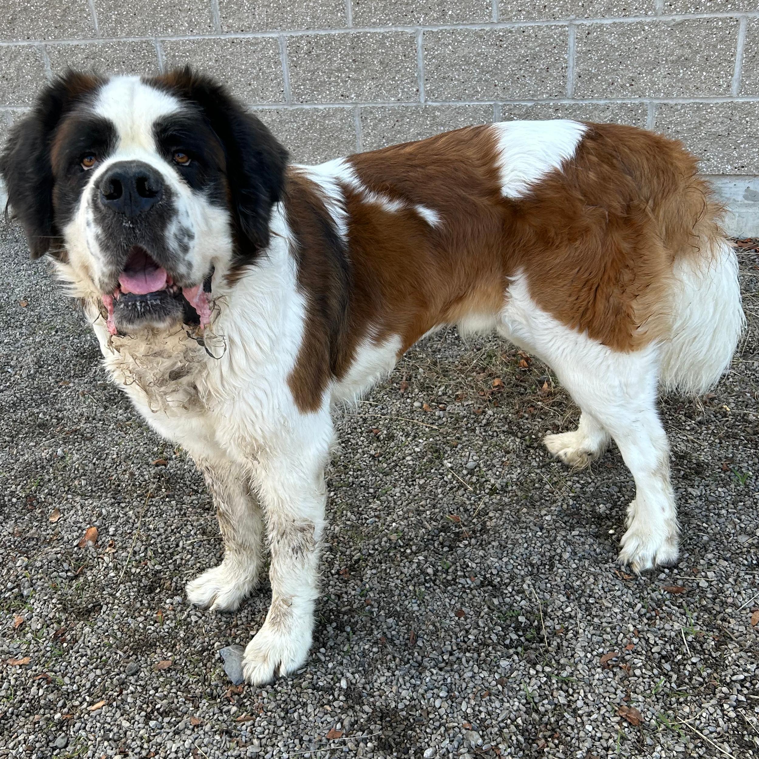 Ivan, a ADOPTABLE Saint Bernard in Lindon, UT image 5/5