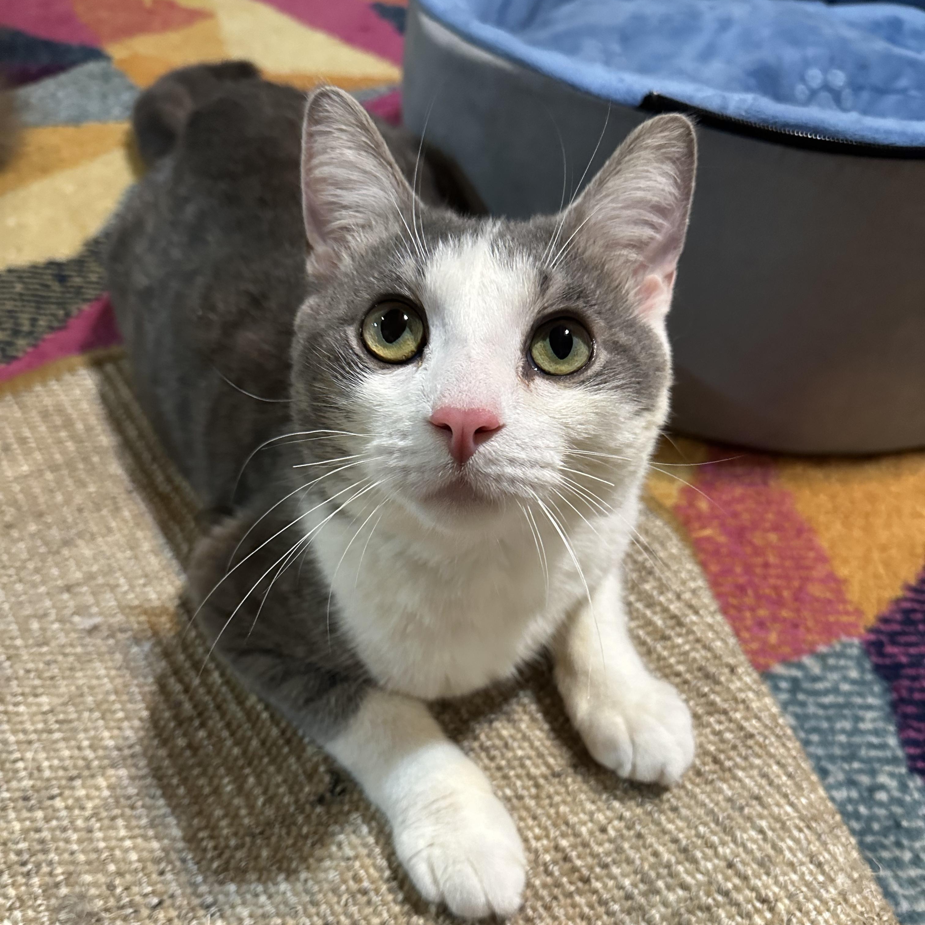 Atlas, Adoptable, Young Male Domestic Short Hair & Tabby.