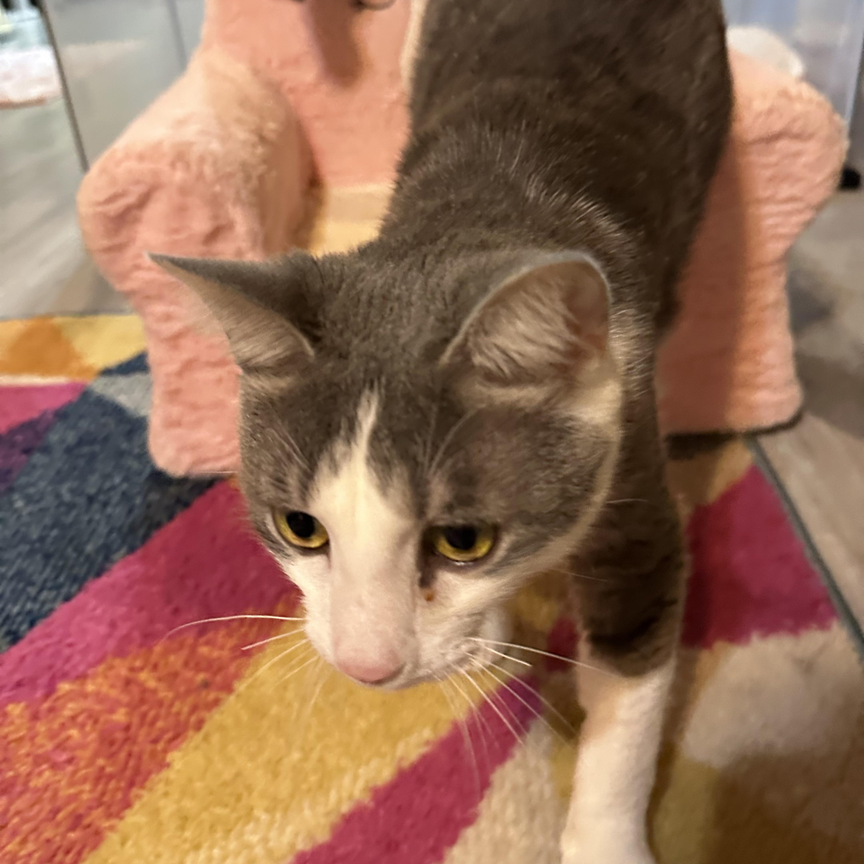 Atlas, a Adoptable mixed breed in Scranton, PA image 4/6