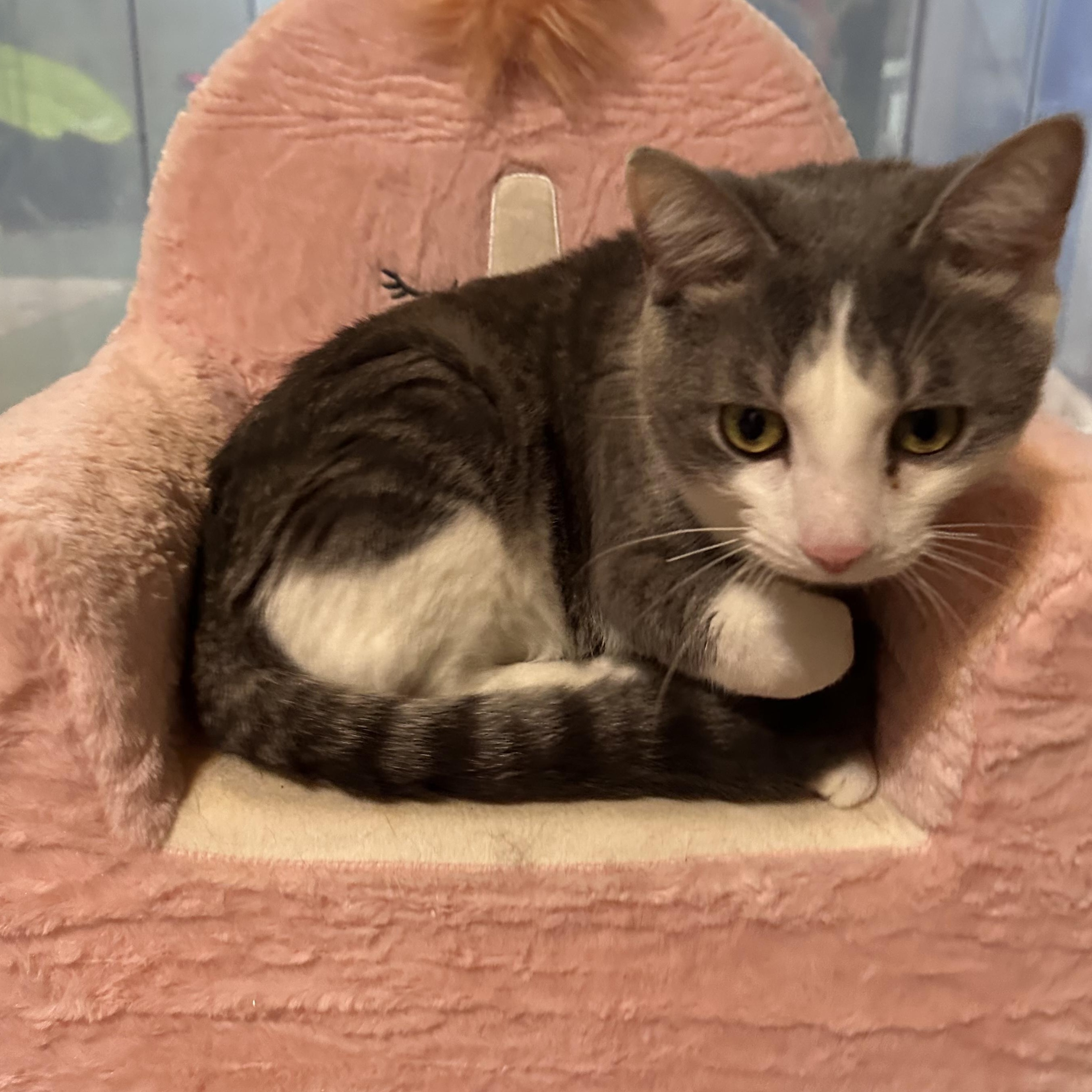 Atlas, a Adoptable mixed breed in Scranton, PA image 3/6