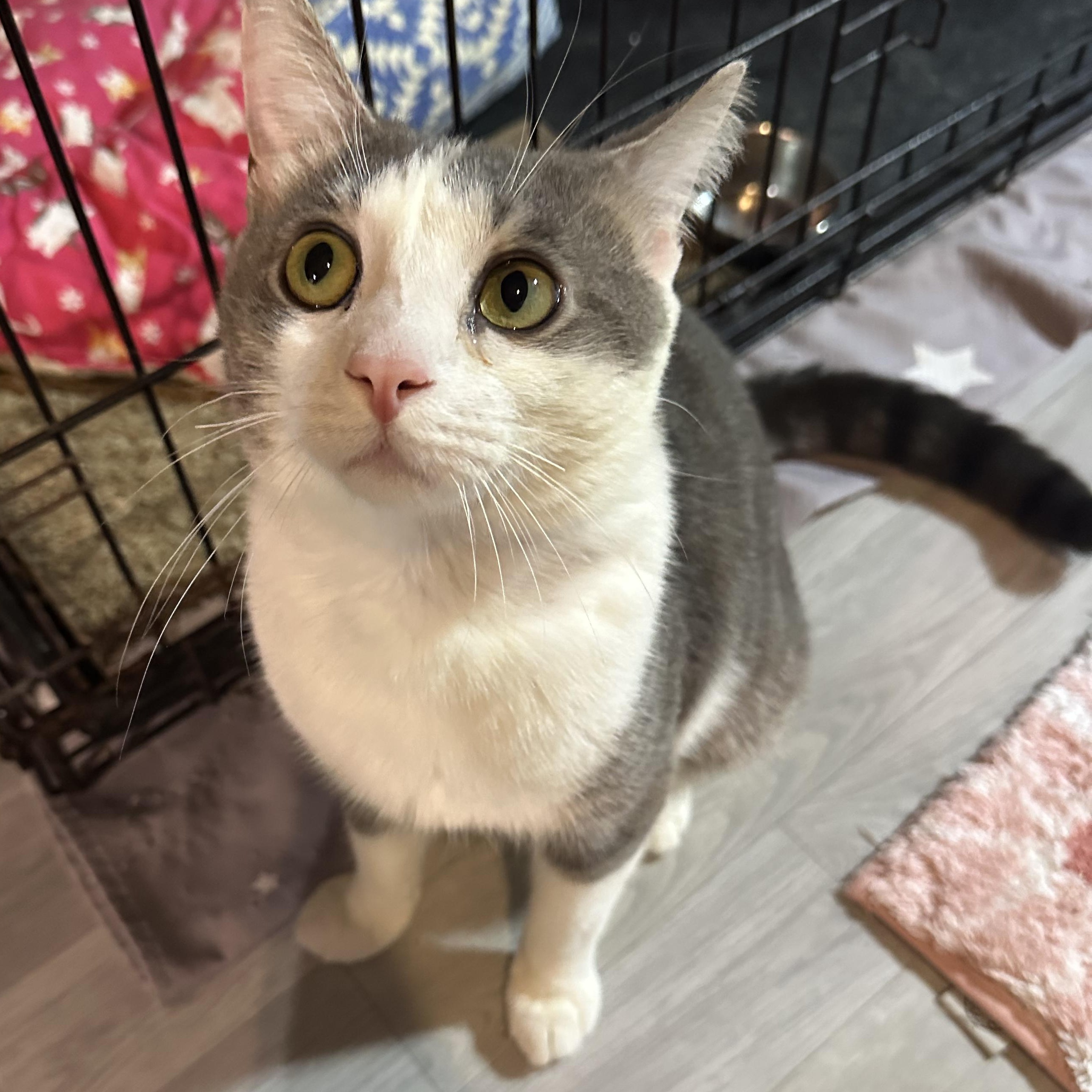 Atlas, a Adoptable mixed breed in Scranton, PA image 5/6