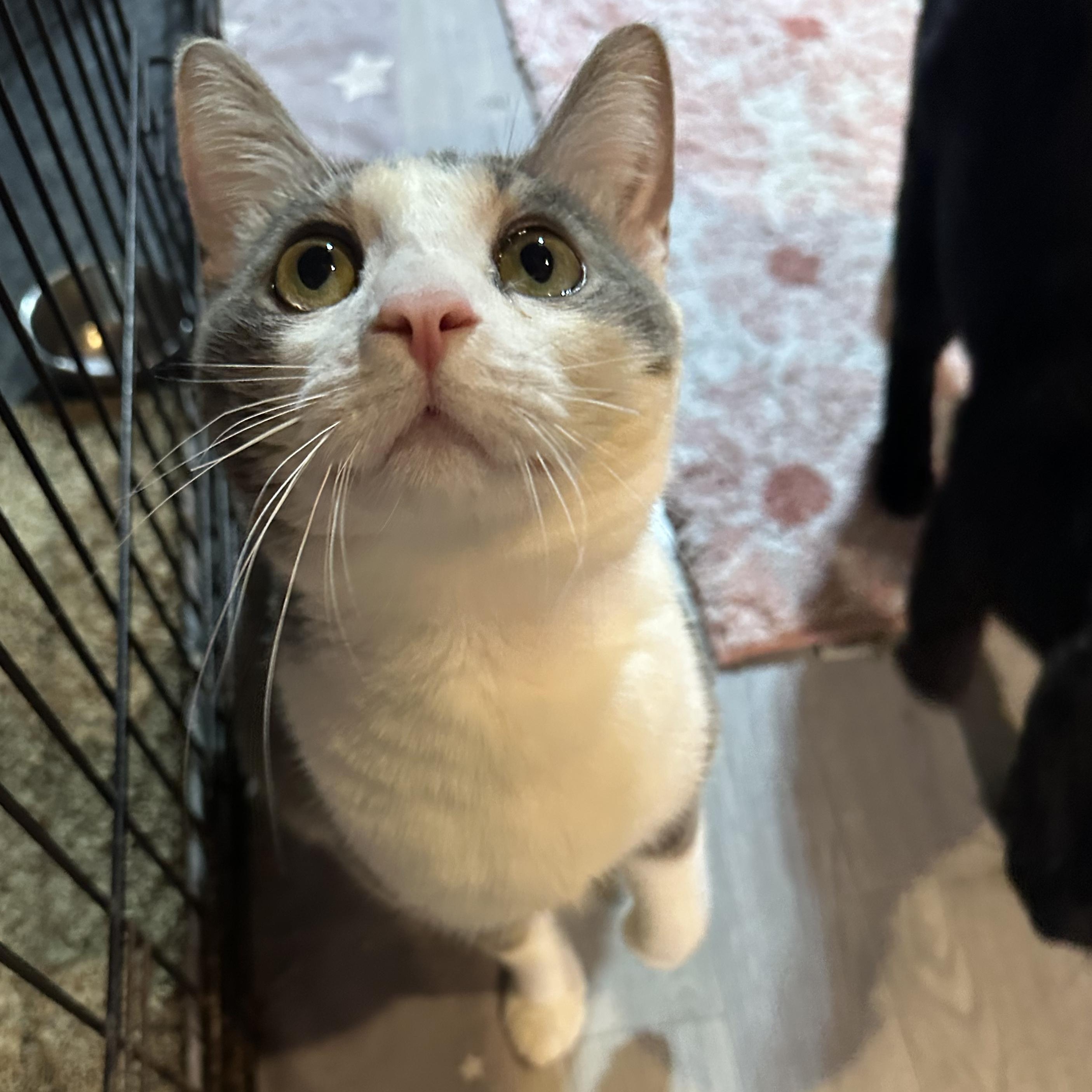 Atlas, a Adoptable mixed breed in Scranton, PA image 6/6