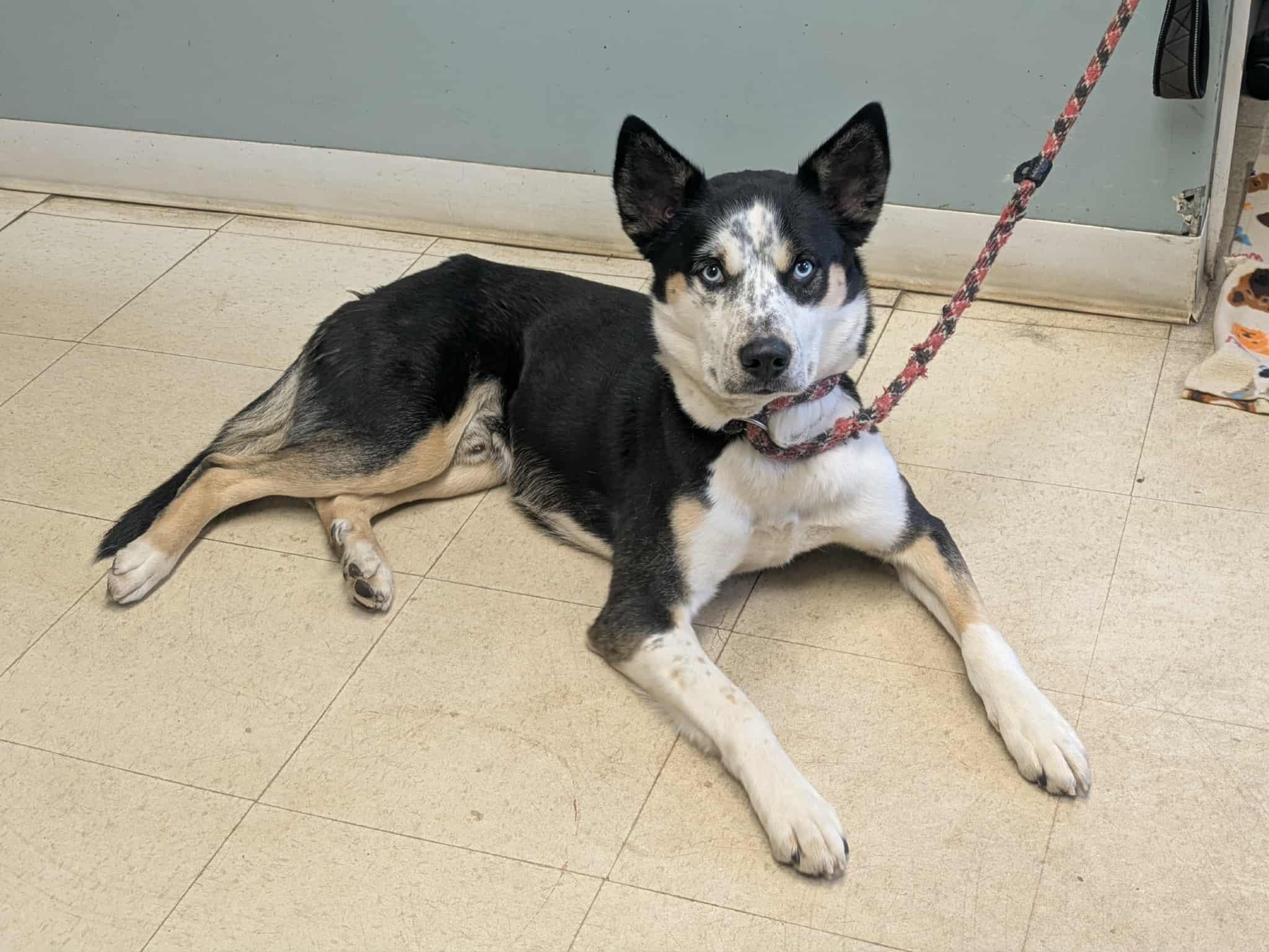 TJ, ADOPTABLE, Young Male Husky & Australian Shepherd.