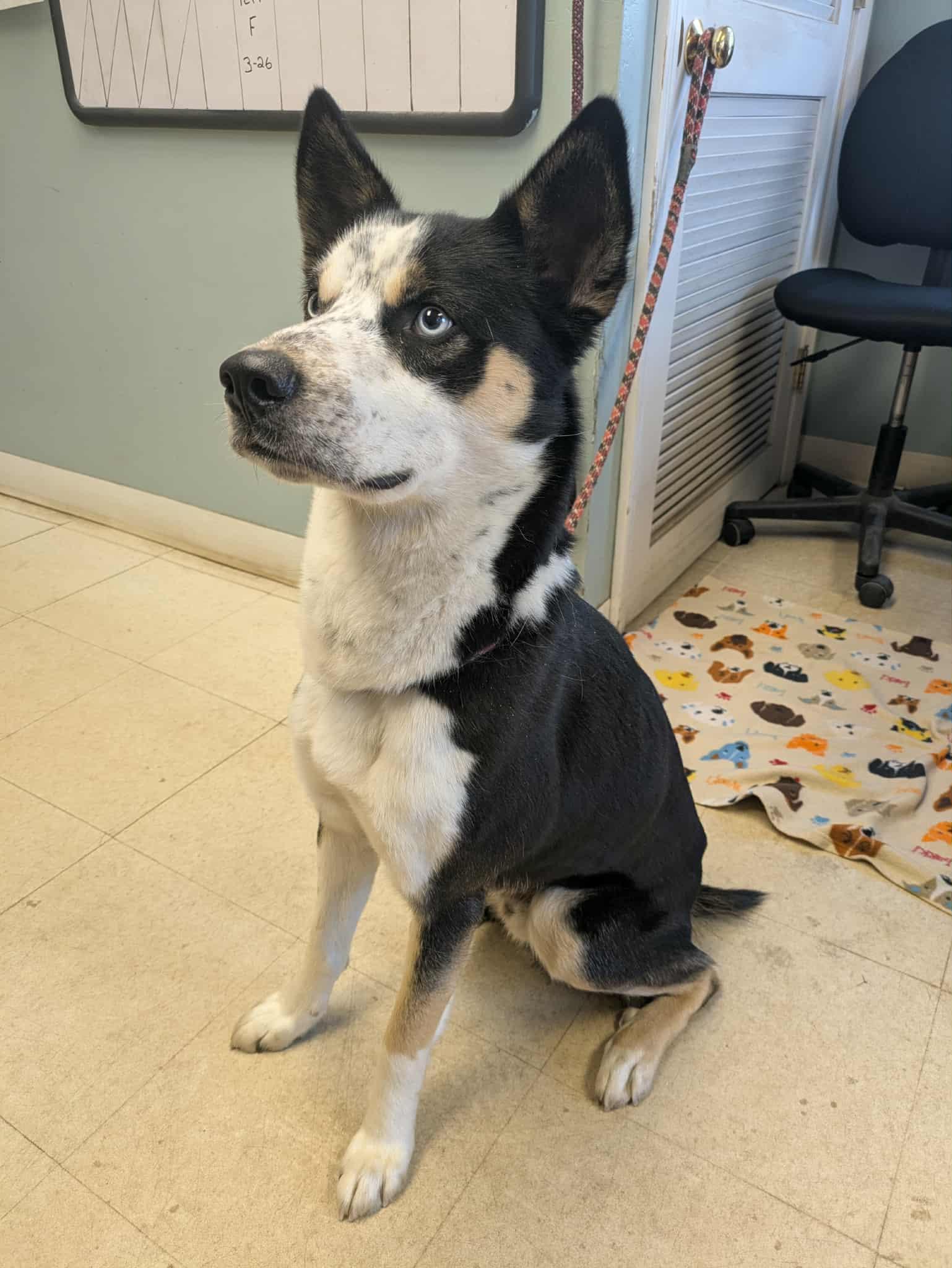 TJ, a ADOPTABLE mixed breed in Fall River, MA image 2/2