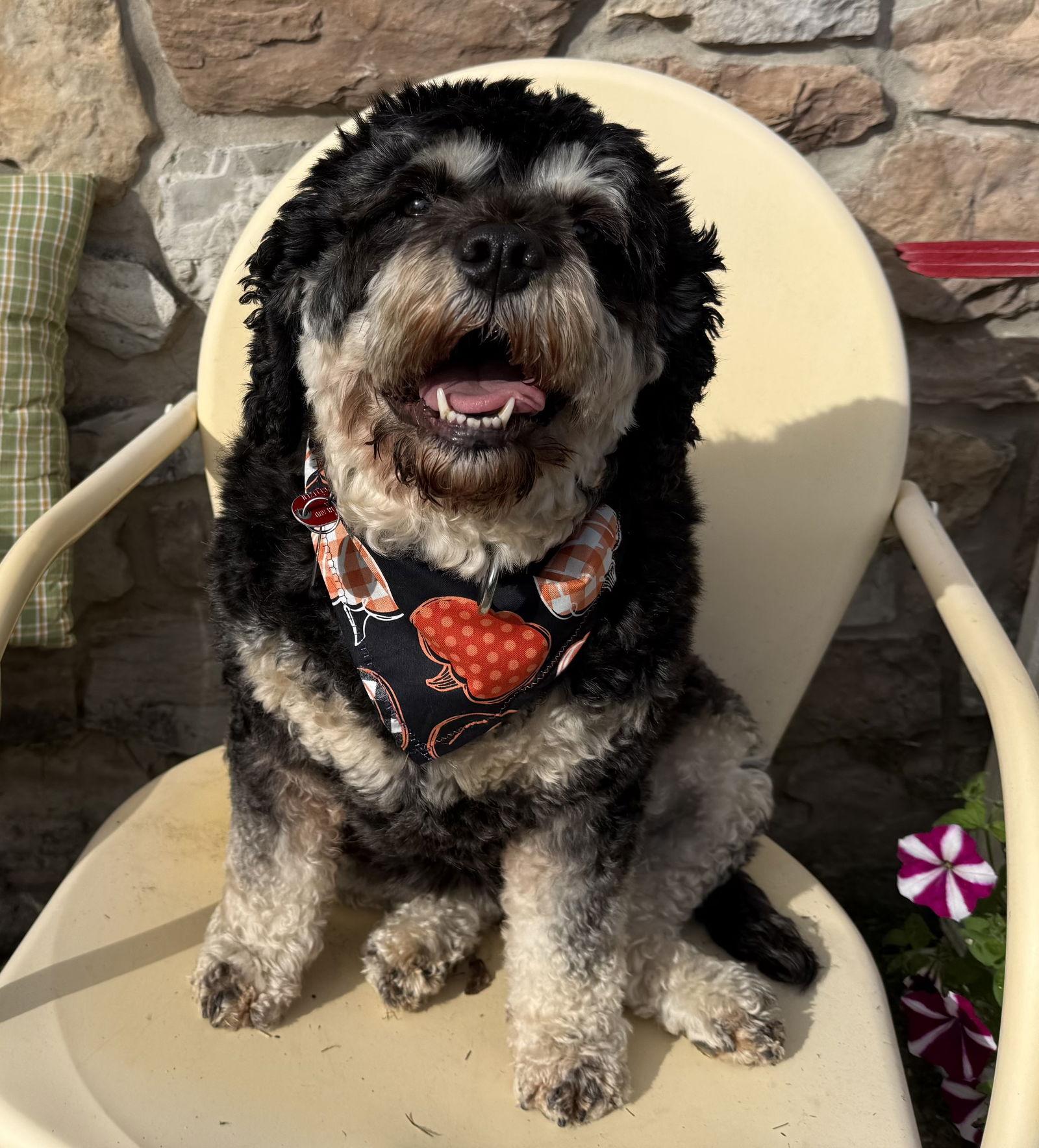 Jilly Kim, Adoptable, Young Female Cockapoo.