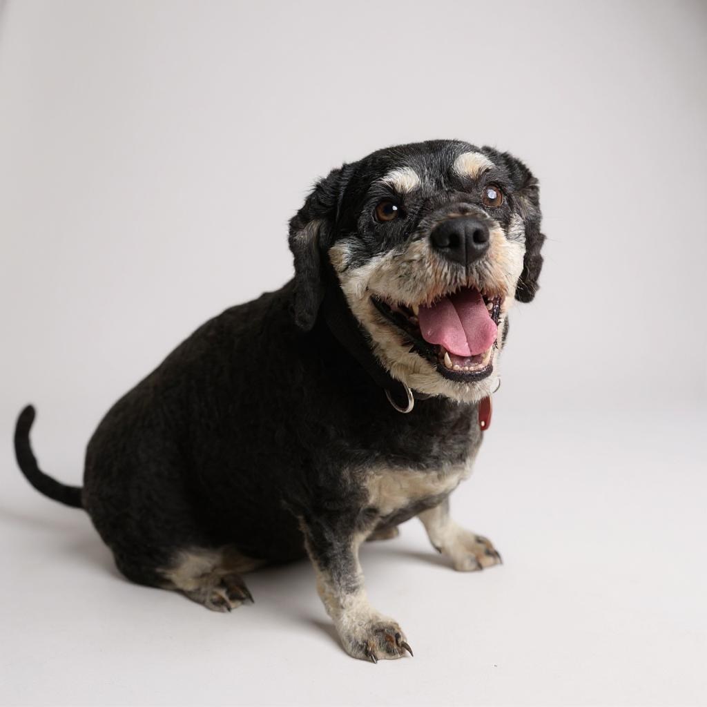 Enlarge Jilly Kim, a Adoptable Cockapoo in Berwick, PA image 2/3