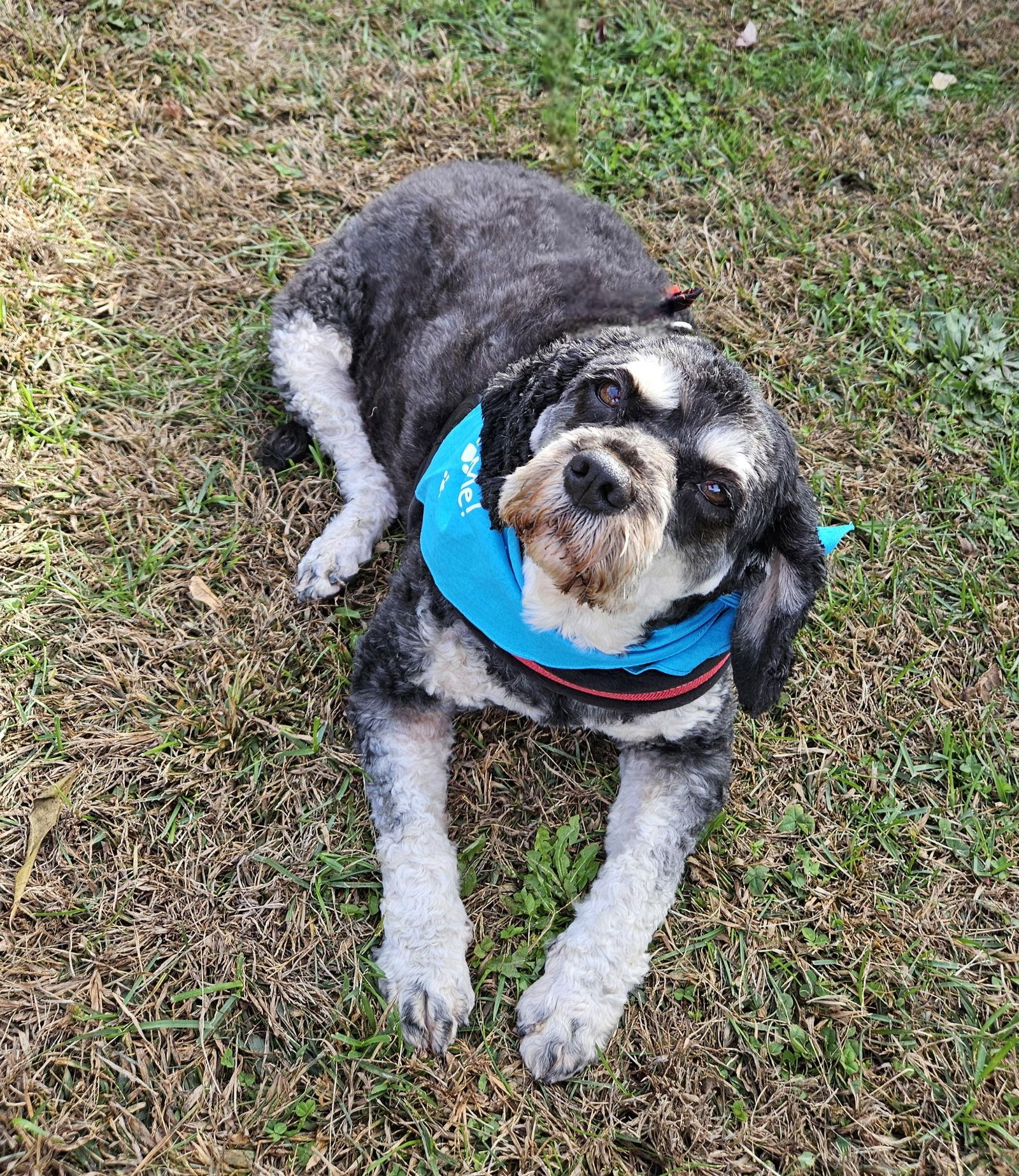 Enlarge Jilly Kim, a Adoptable Cockapoo in Berwick, PA image 3/3