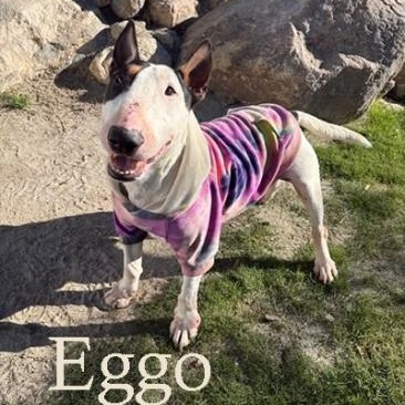 Enlarge Eggo, a Adoptable Bull Terrier in Palm Desert, CA image 1/1