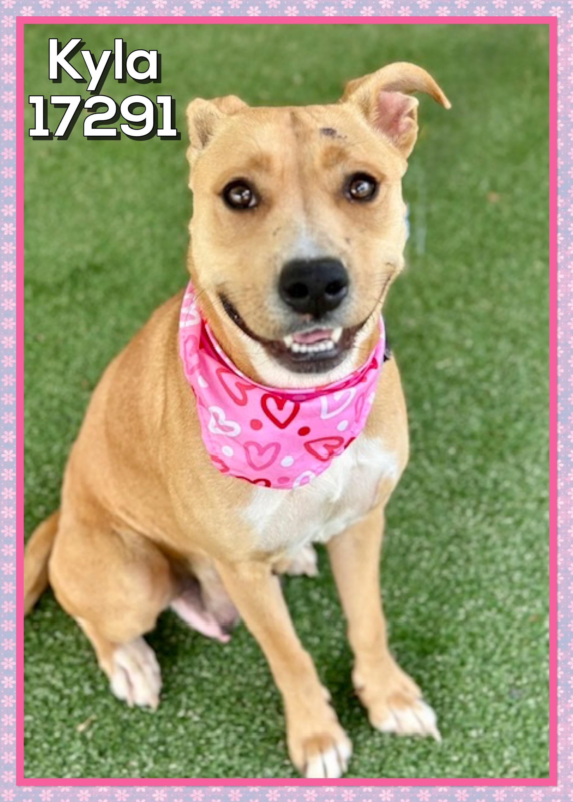 Enlarge KYLA, a ADOPTABLE mixed breed in Marietta, GA image 4/4