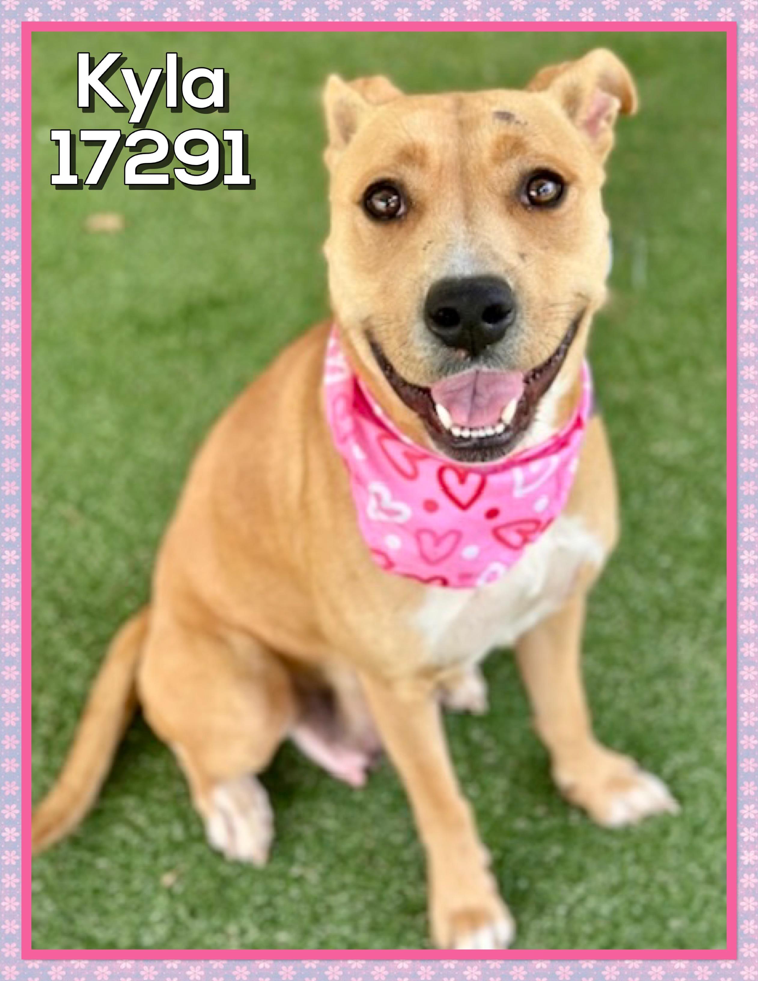 Enlarge KYLA, a ADOPTABLE mixed breed in Marietta, GA image 2/4