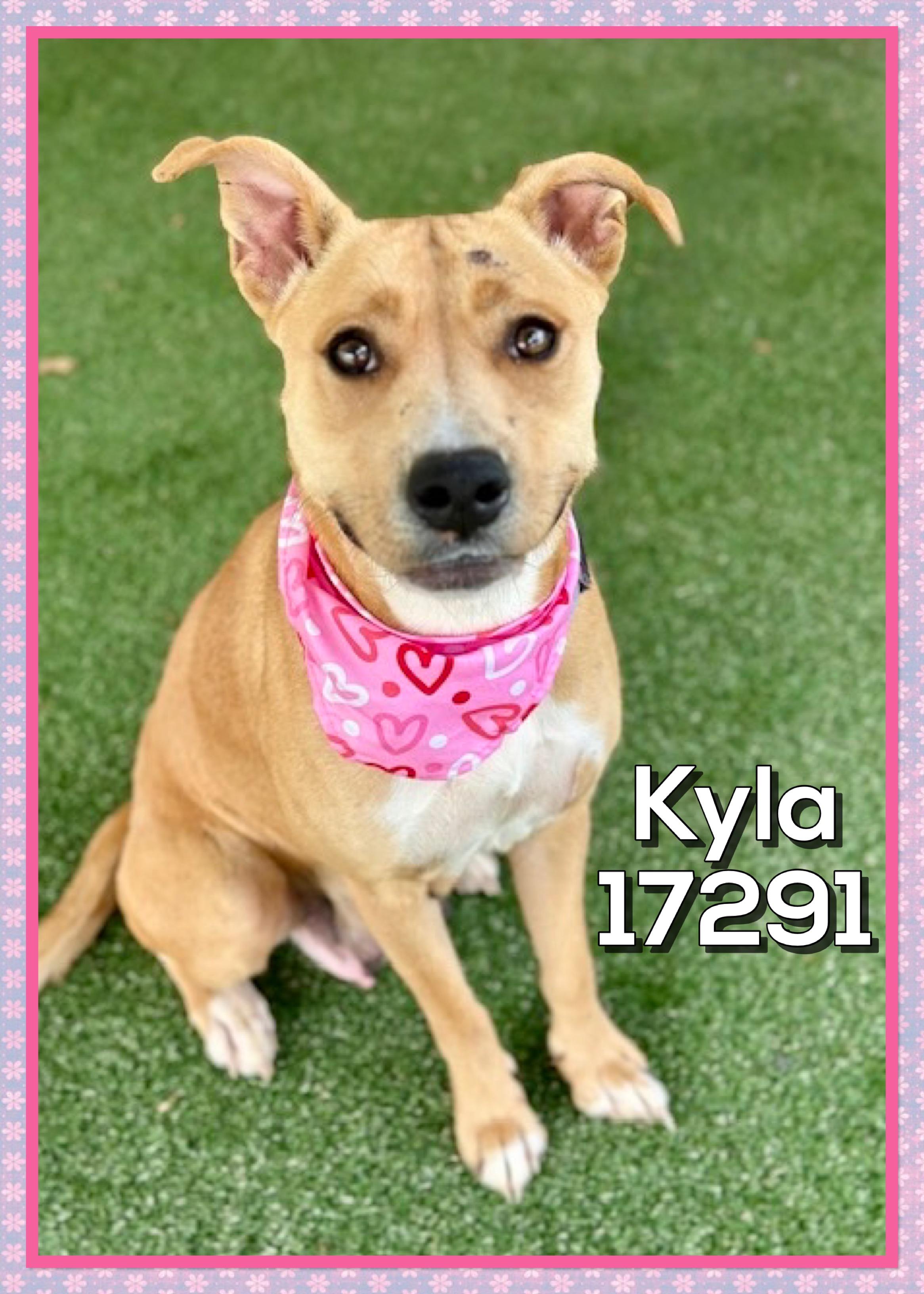 Enlarge KYLA, a ADOPTABLE mixed breed in Marietta, GA image 3/4