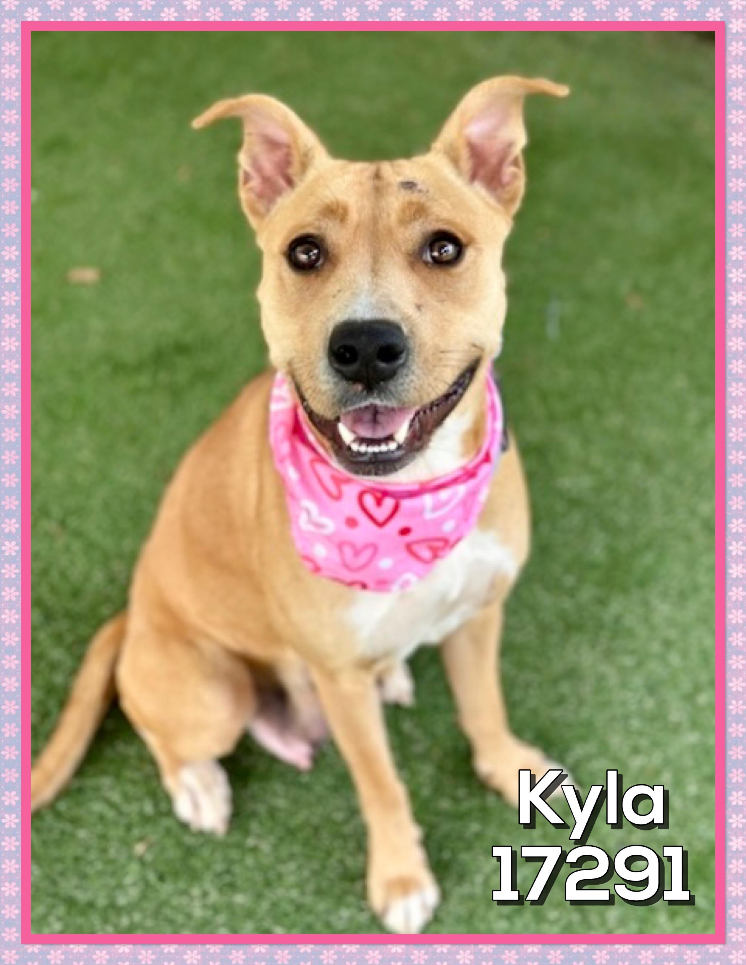 Enlarge KYLA, a ADOPTABLE mixed breed in Marietta, GA image 1/4