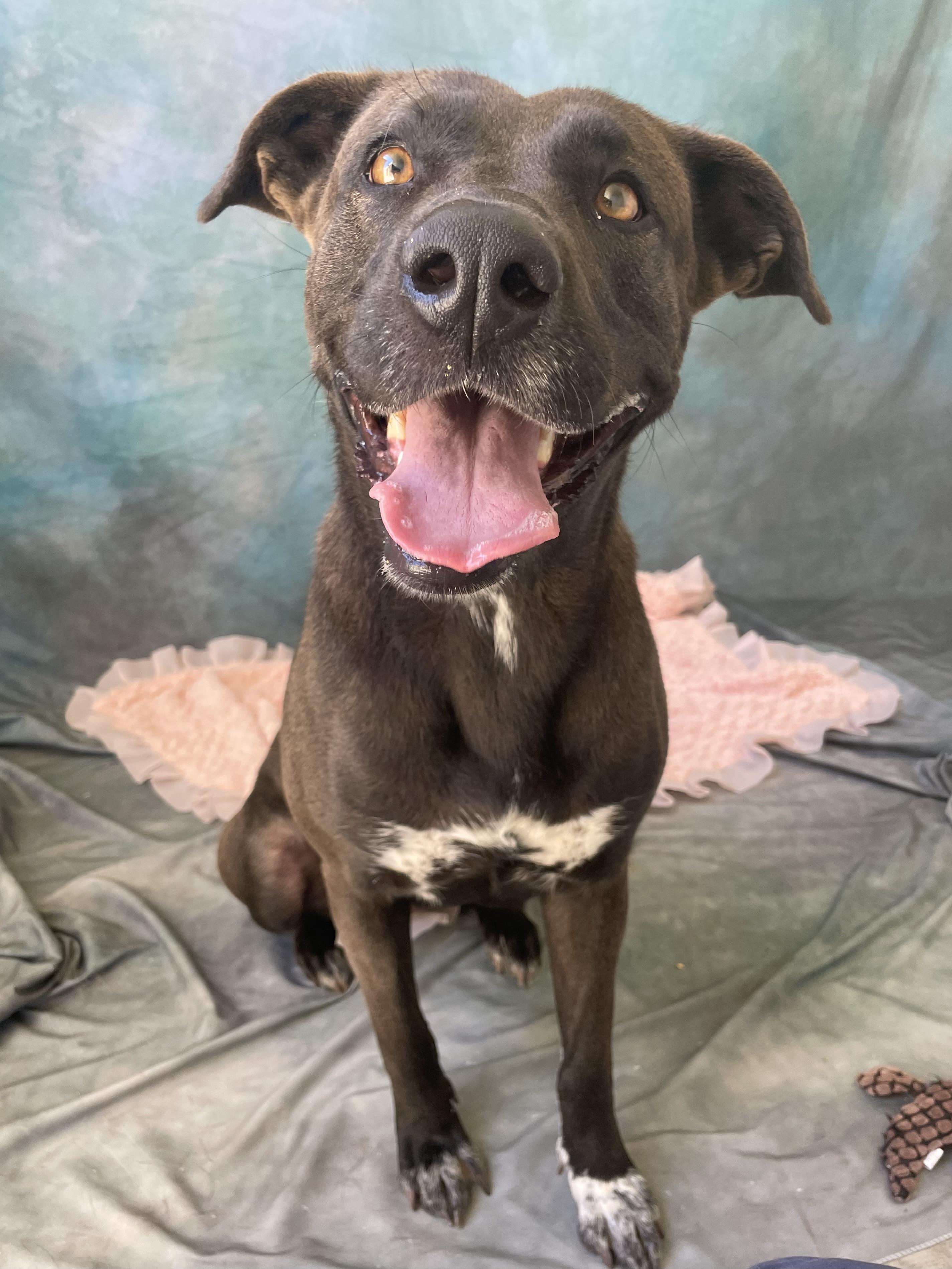 Enlarge AVERY, a Adopted mixed breed in Salinas, CA image 4/6