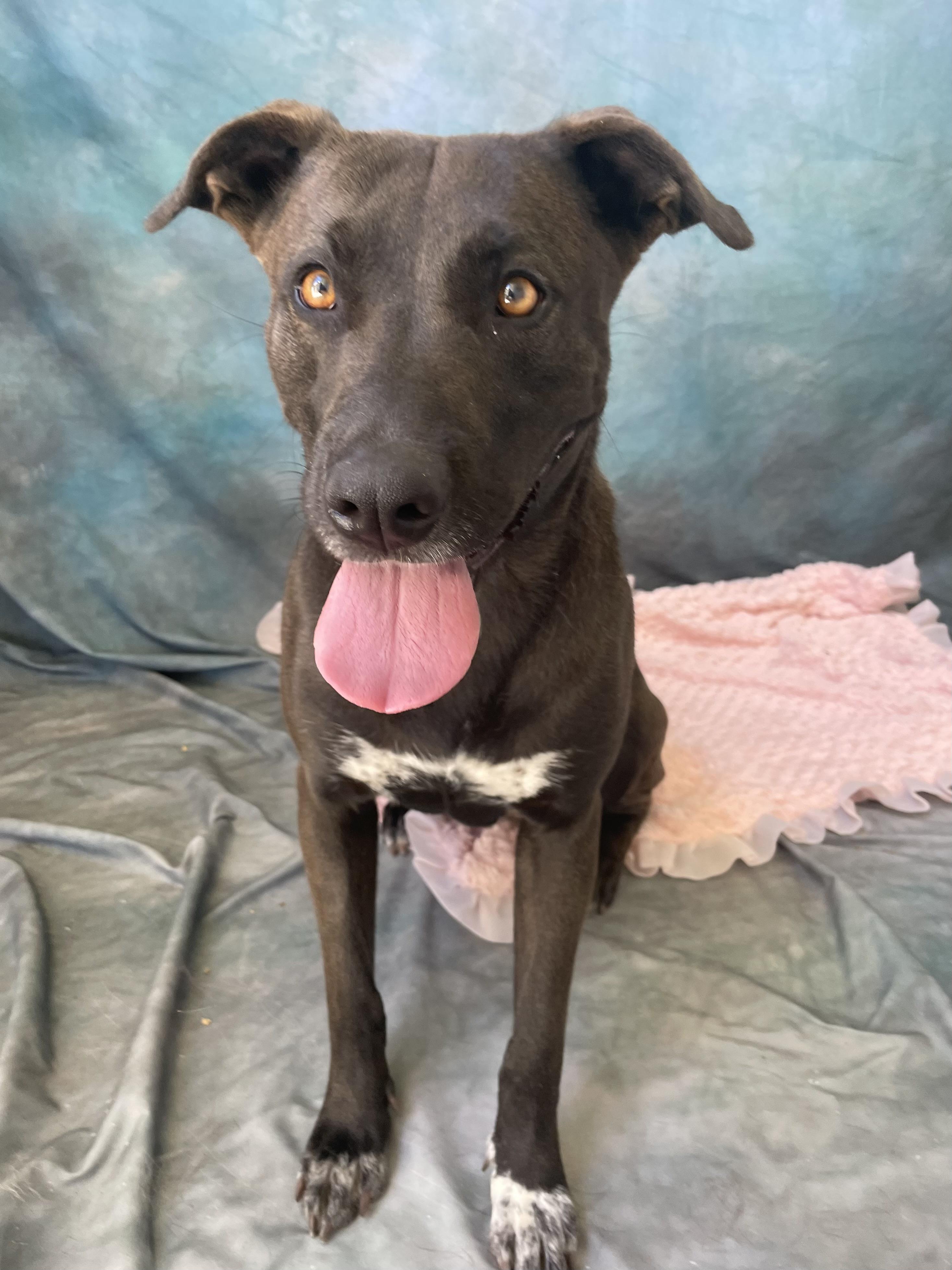 Enlarge AVERY, a Adopted mixed breed in Salinas, CA image 3/6