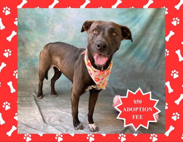AVERY, Adoptable, Young Female Belgian Shepherd / Malinois & Pit Bull Terrier.