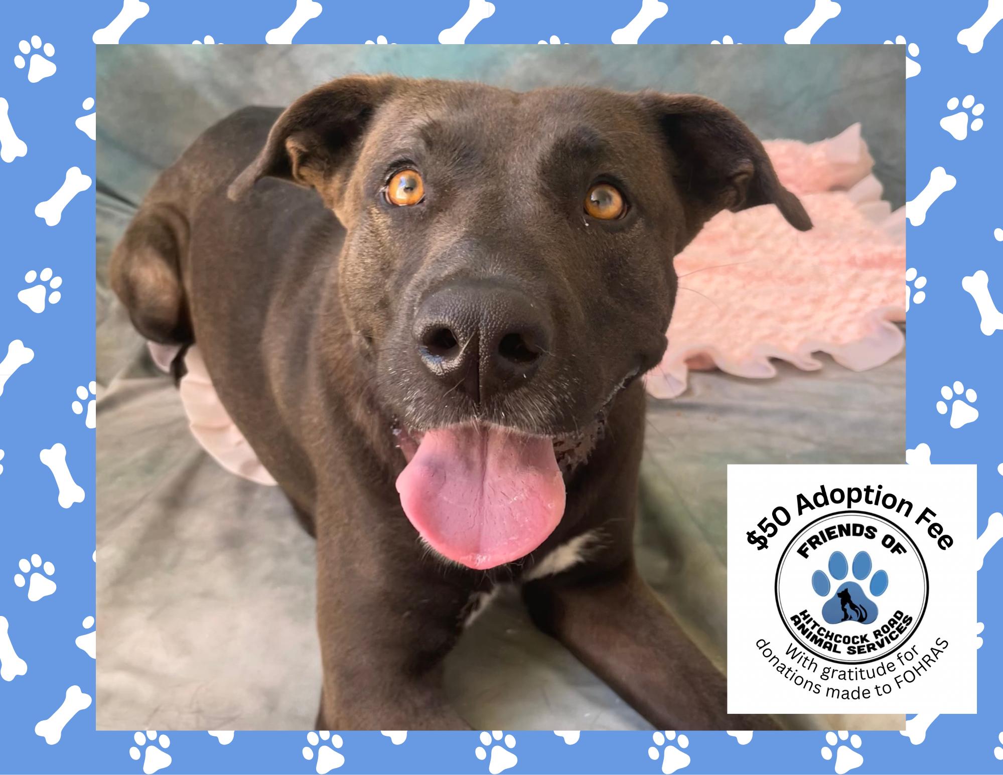 Enlarge AVERY, a Adopted mixed breed in Salinas, CA image 1/6