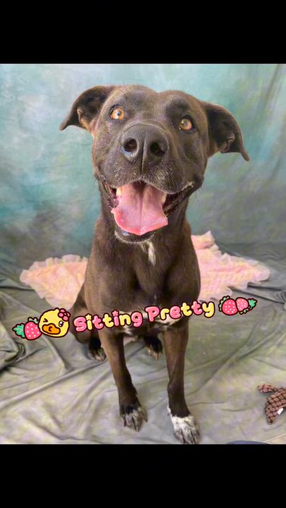 Enlarge AVERY, a Adopted mixed breed in Salinas, CA video 5/6