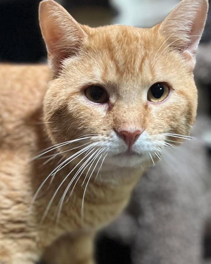 Big Mac, Adoptable, Adult Male Domestic Short Hair & Tabby.