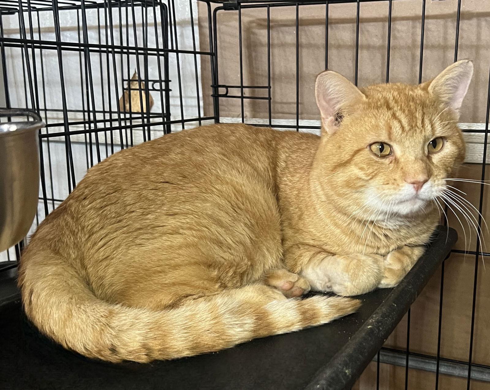 Enlarge Big Mac, a Adoptable mixed breed in Hammond, LA image 1/2