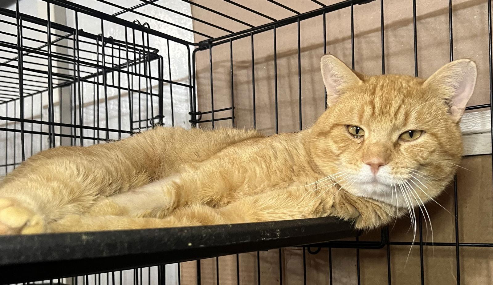 Enlarge Big Mac, a Adoptable mixed breed in Hammond, LA image 2/2