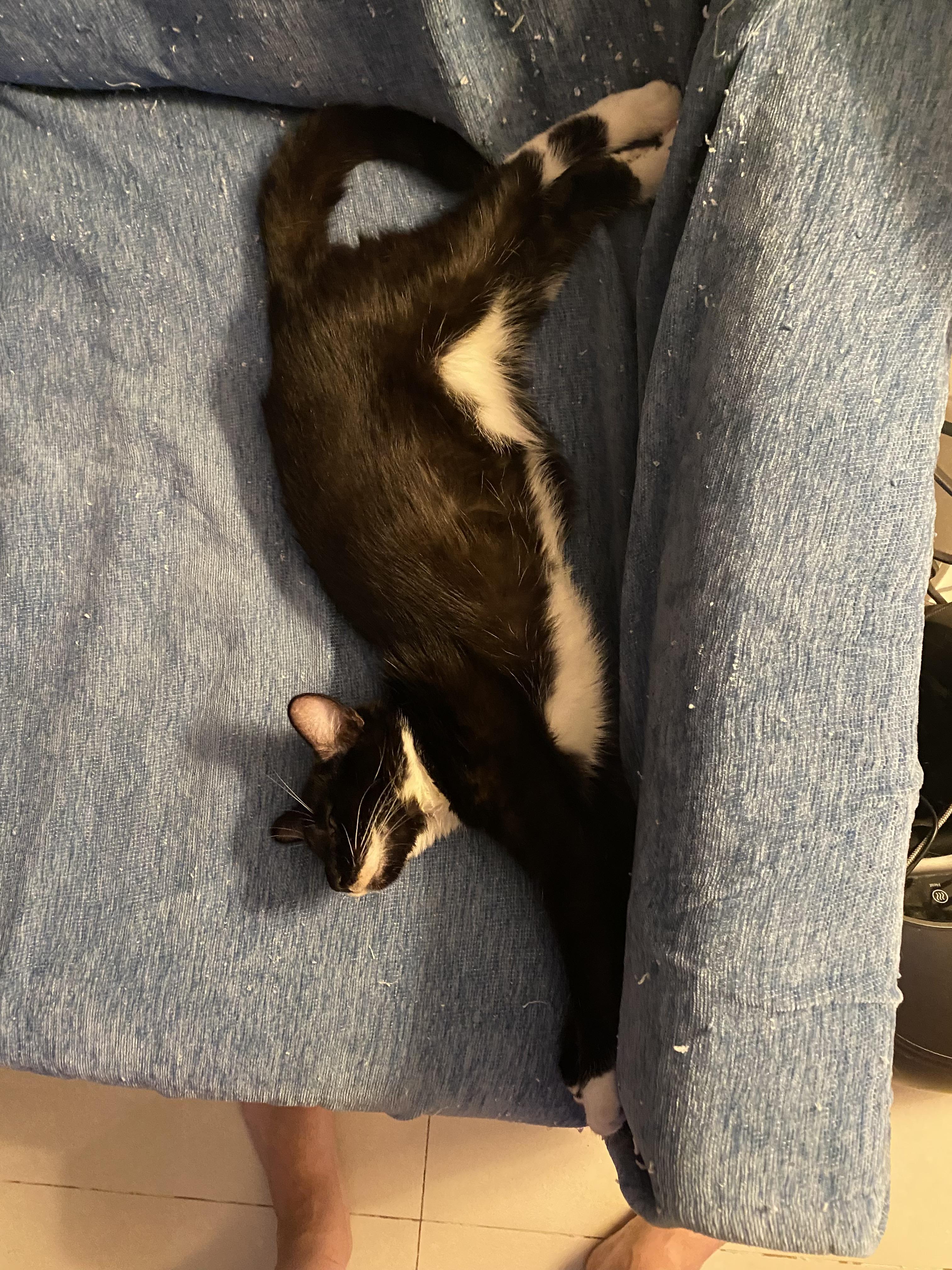 Enlarge Winston, a ADOPTABLE Domestic Short Hair in Lauderhill, FL image 4/5