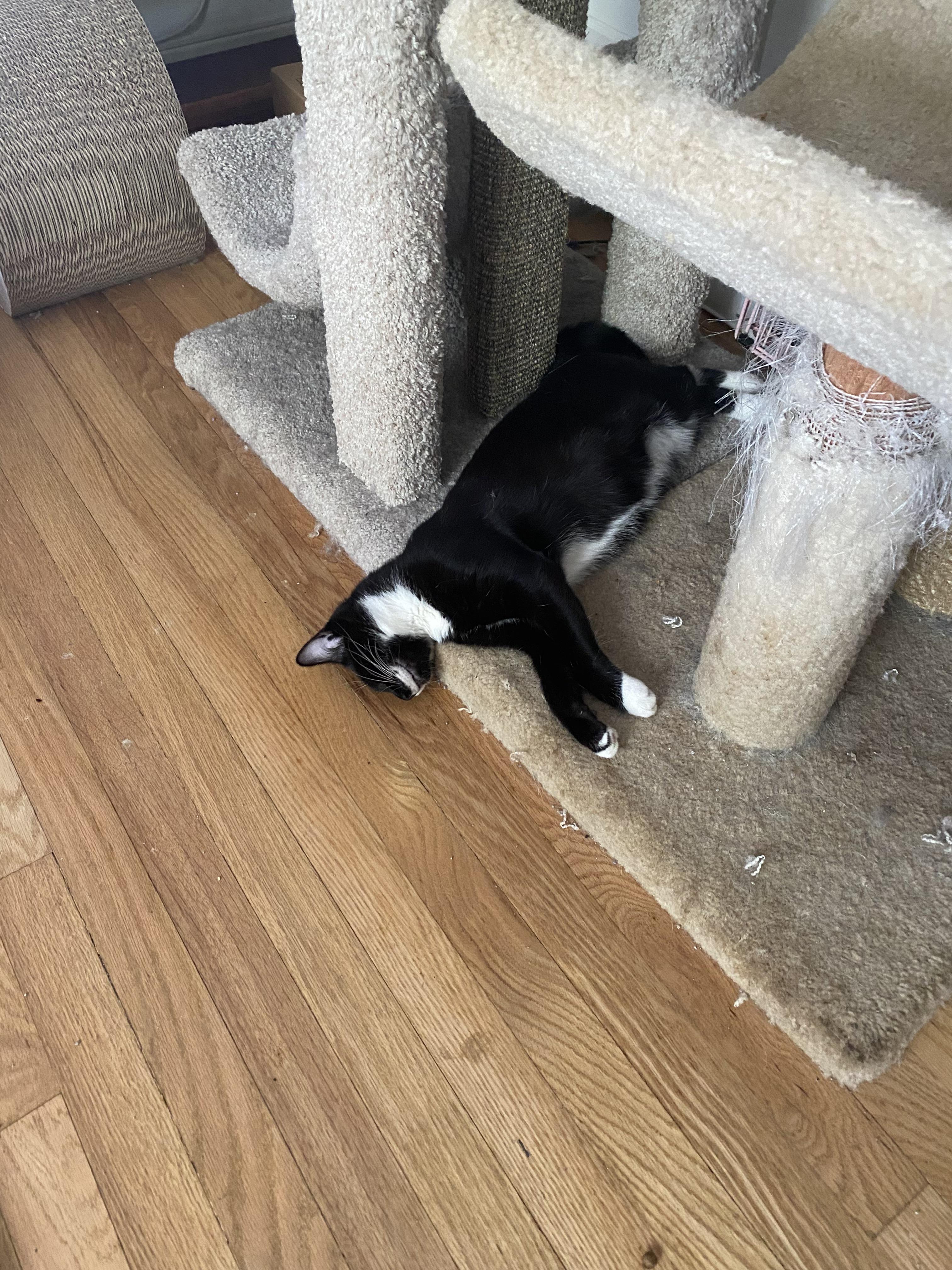 Enlarge Winston, a ADOPTABLE Domestic Short Hair in Lauderhill, FL image 2/5