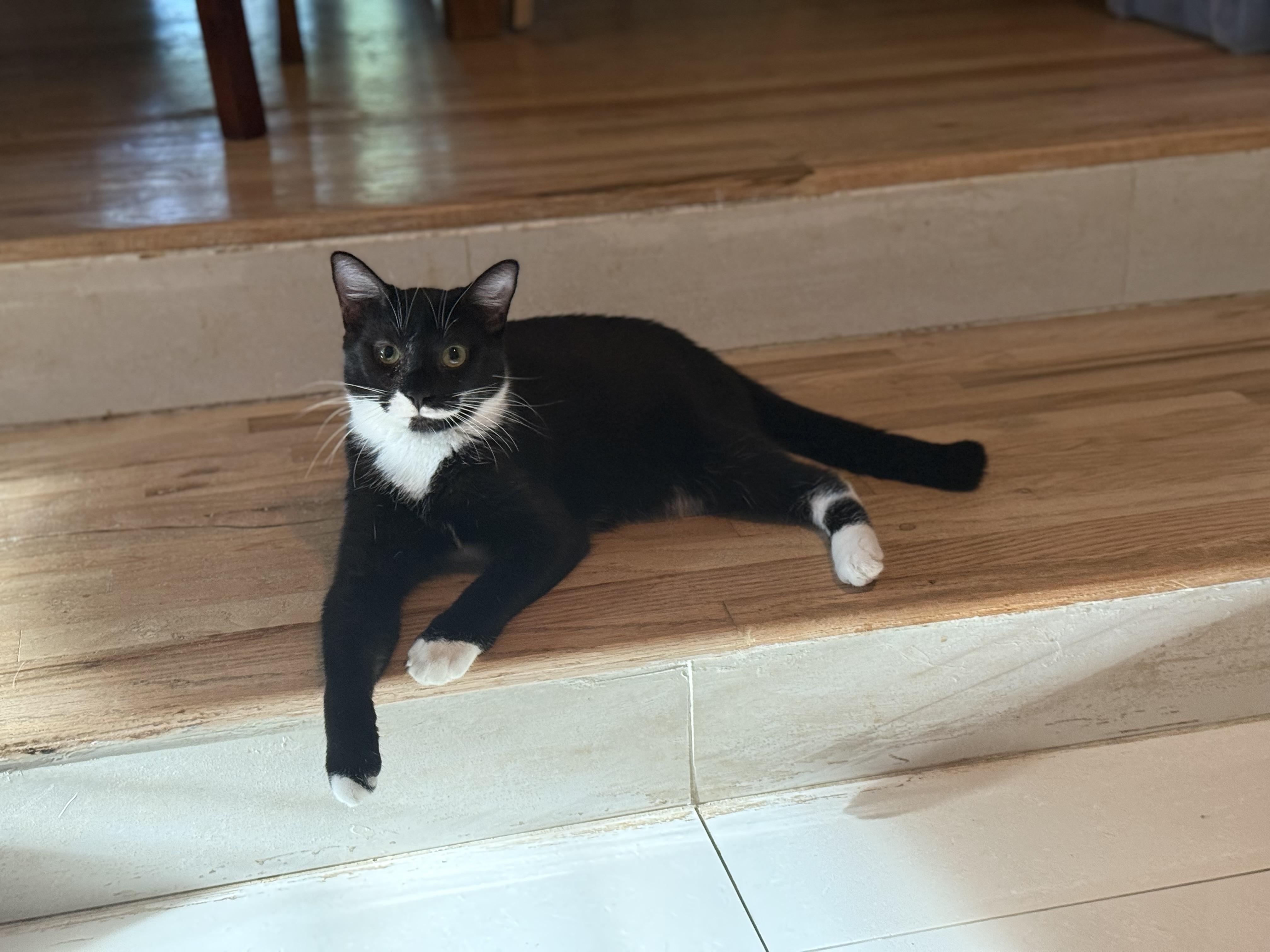 Winston, ADOPTABLE, Adult Male Domestic Short Hair.