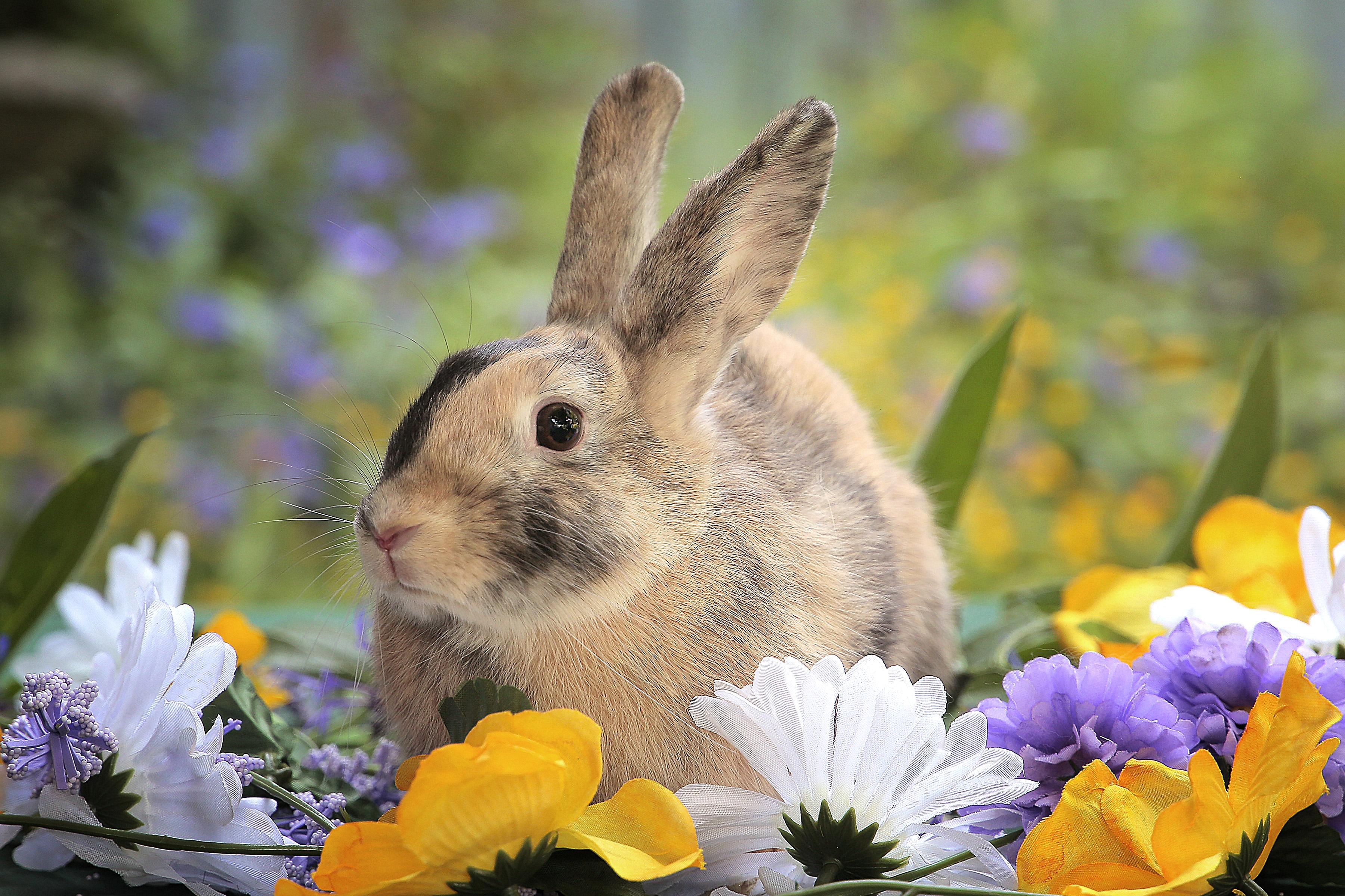 Holly (South Surrey), adopted, Young Female Bunny Rabbit & Harlequin.