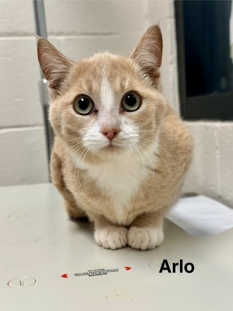 Arlo, Adoptable, Kitten Male Domestic Short Hair.