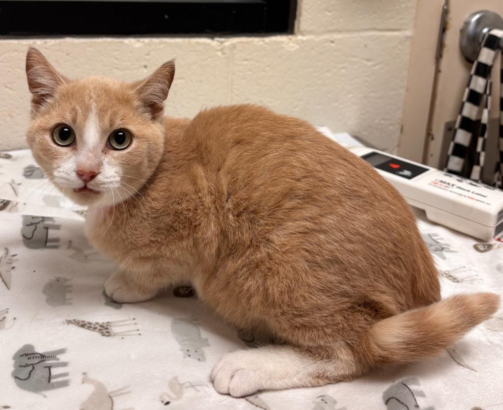 Enlarge Arlo, a Adoptable mixed breed in Madison, GA image 2/2