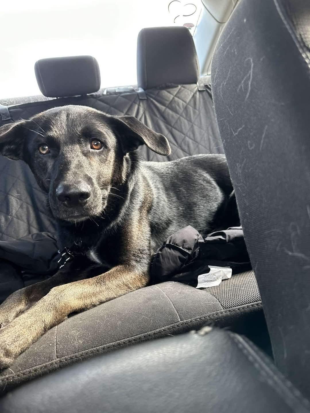 Enlarge TYSON, a Adopted mixed breed in Hagaman, NY image 1/6