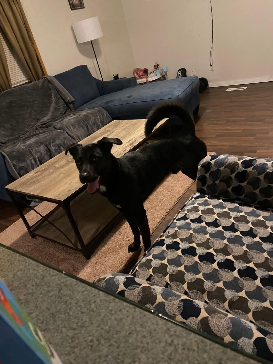 Enlarge TYSON, a Adopted mixed breed in Hagaman, NY image 6/6