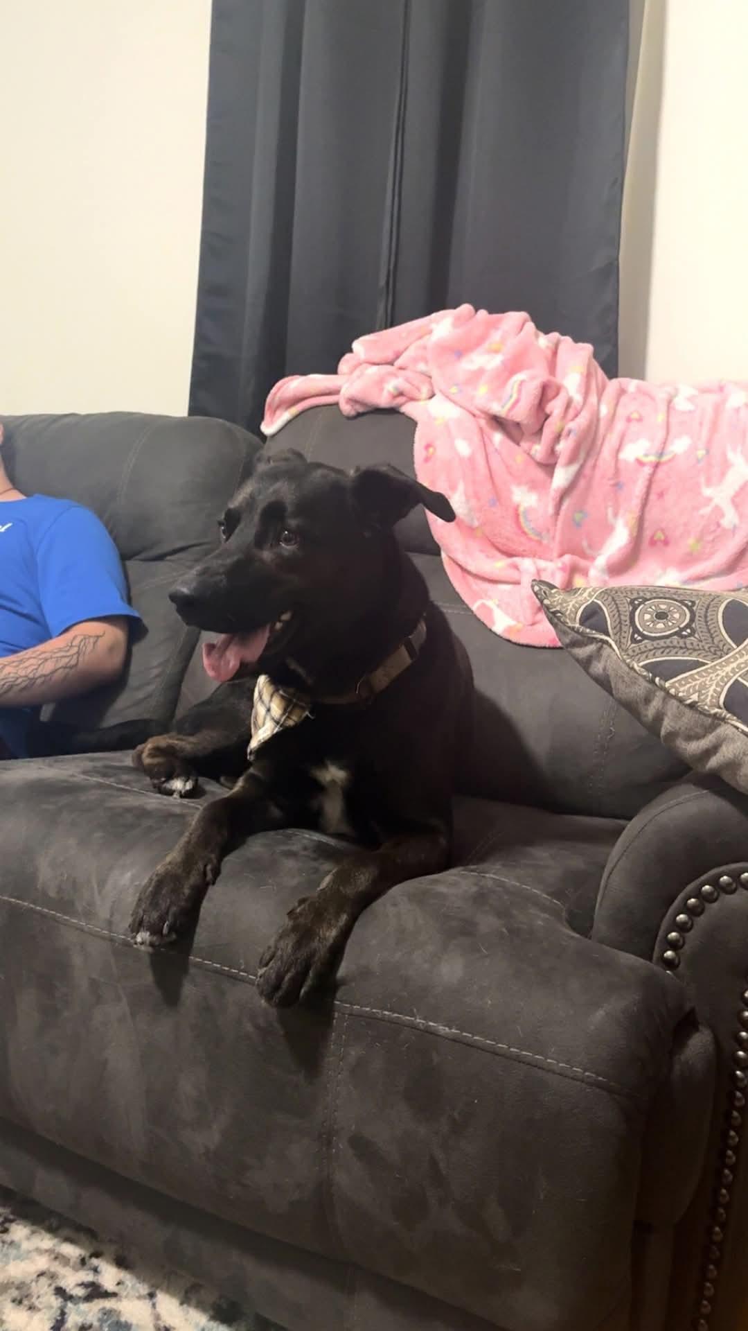 Enlarge TYSON, a Adopted mixed breed in Hagaman, NY image 5/6