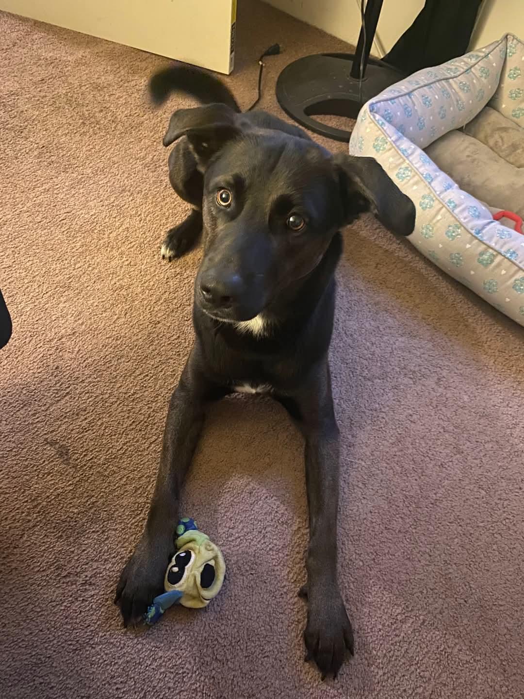 Enlarge TYSON, a Adopted mixed breed in Hagaman, NY image 4/6