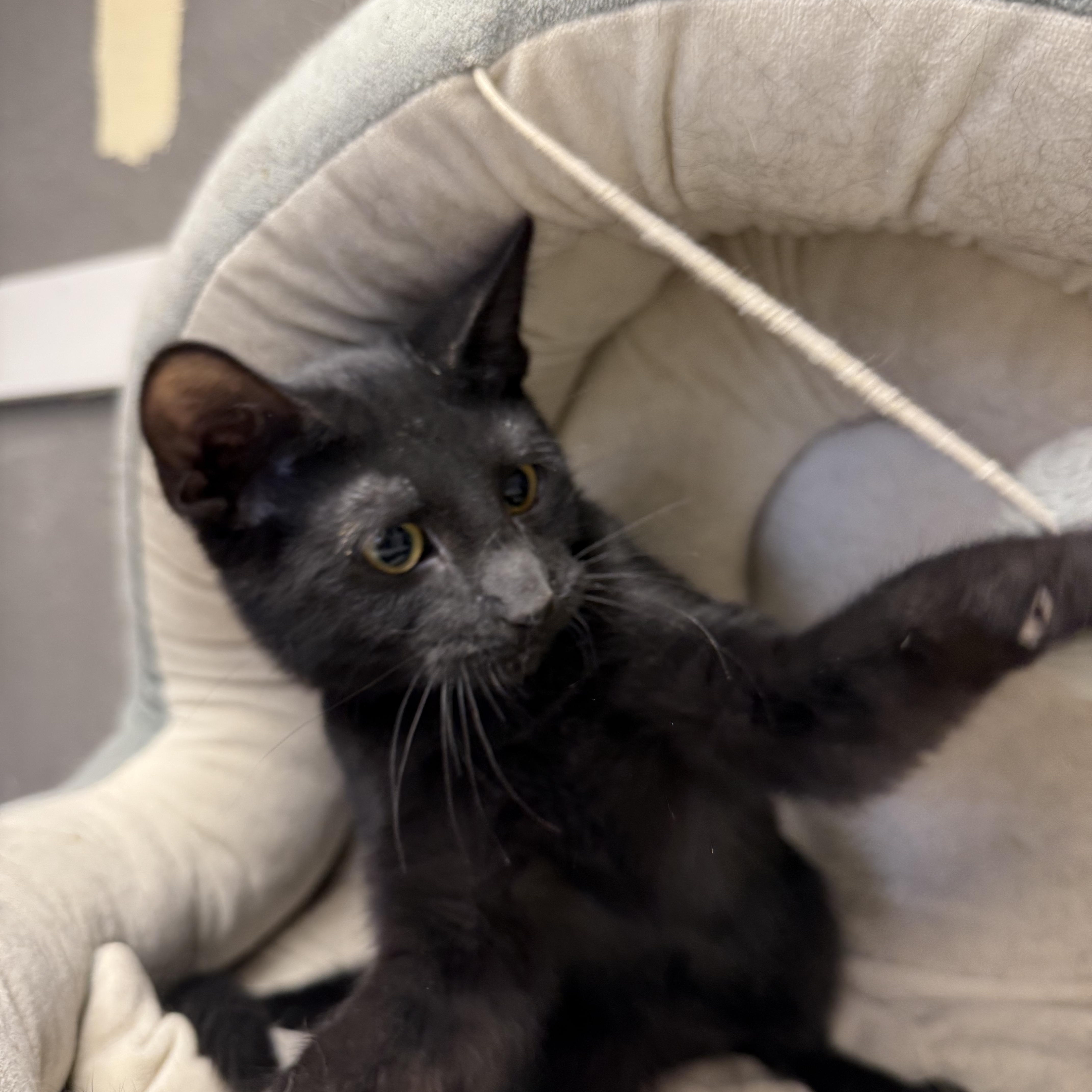 Enlarge William, a Adoptable Domestic Short Hair in Butler, NJ image 2/4