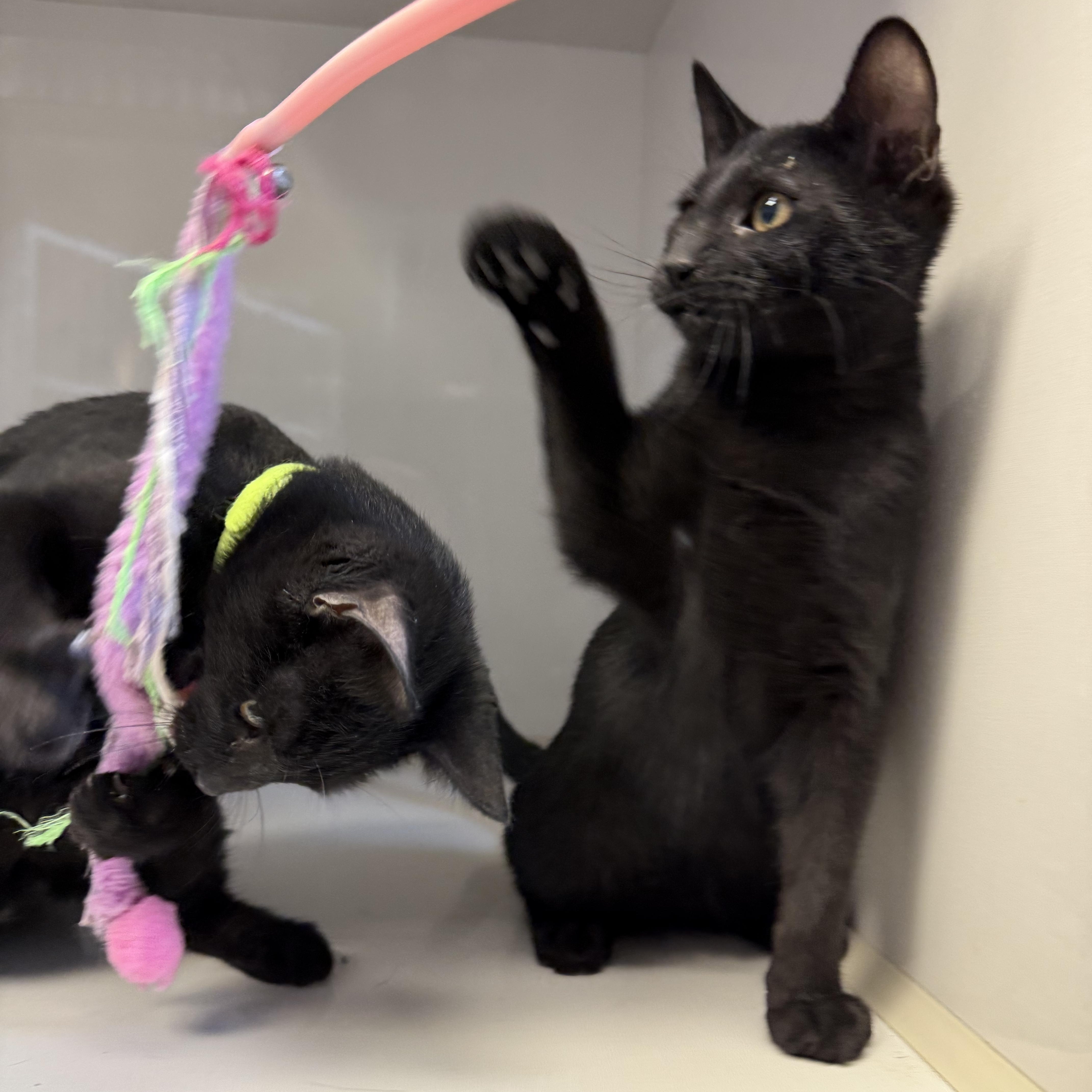 Enlarge William, a Adoptable Domestic Short Hair in Butler, NJ image 3/4