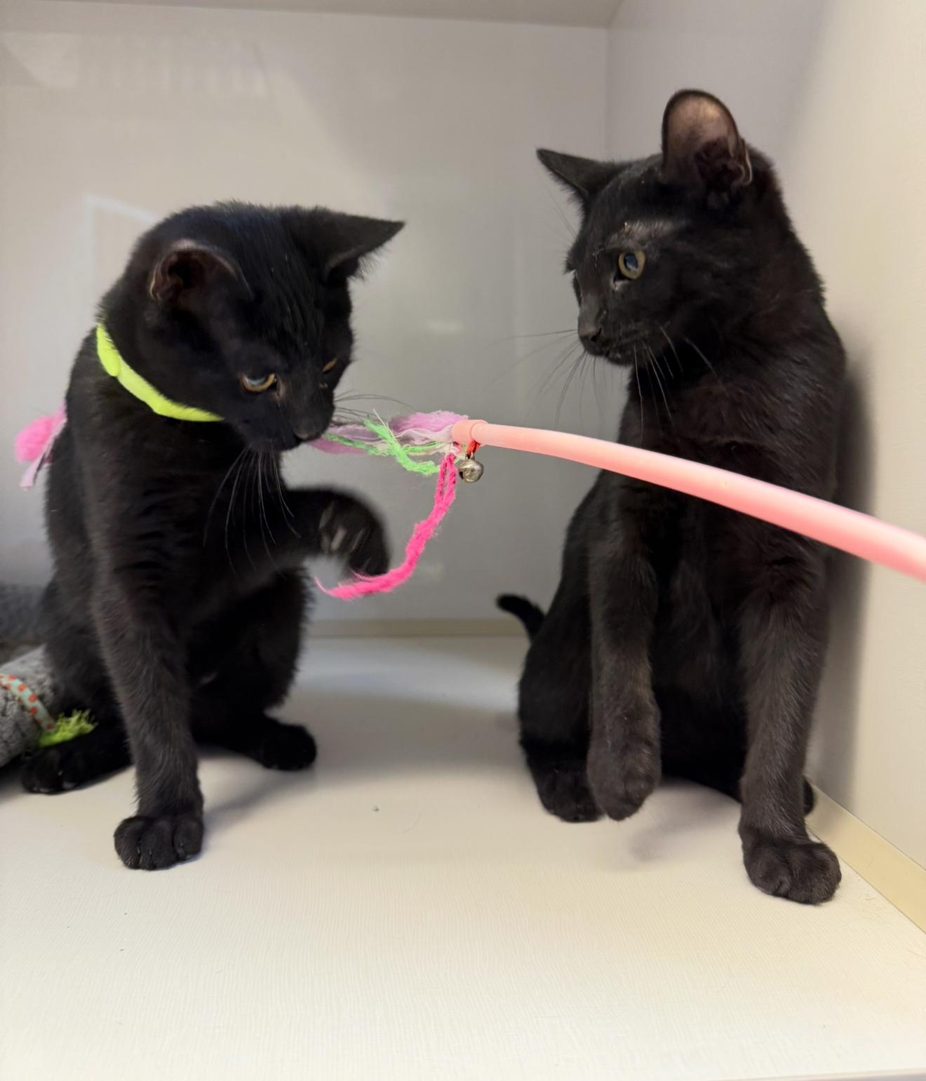 Enlarge William, a Adoptable Domestic Short Hair in Butler, NJ image 4/4