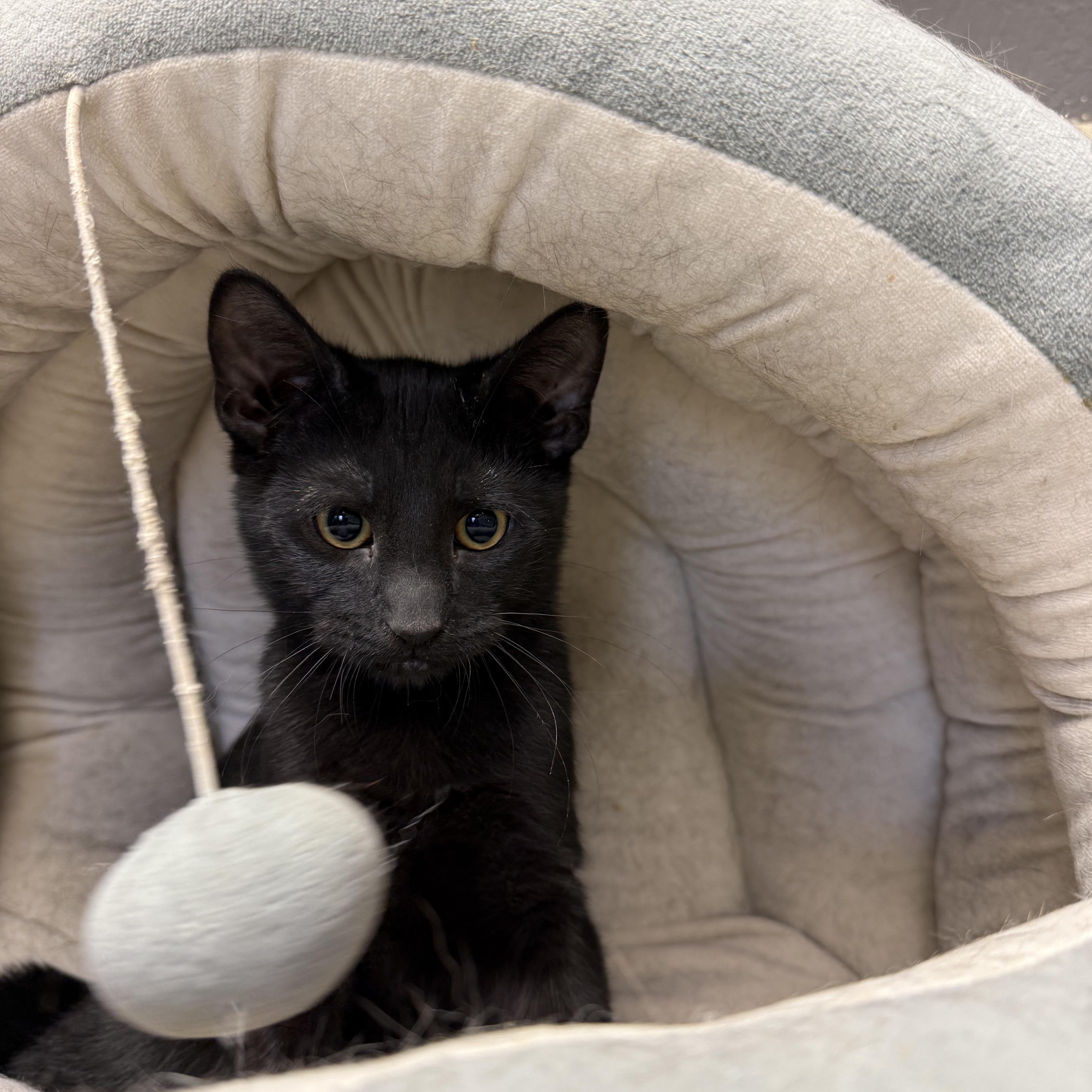 William, Adoptable, Kitten Male Domestic Short Hair.