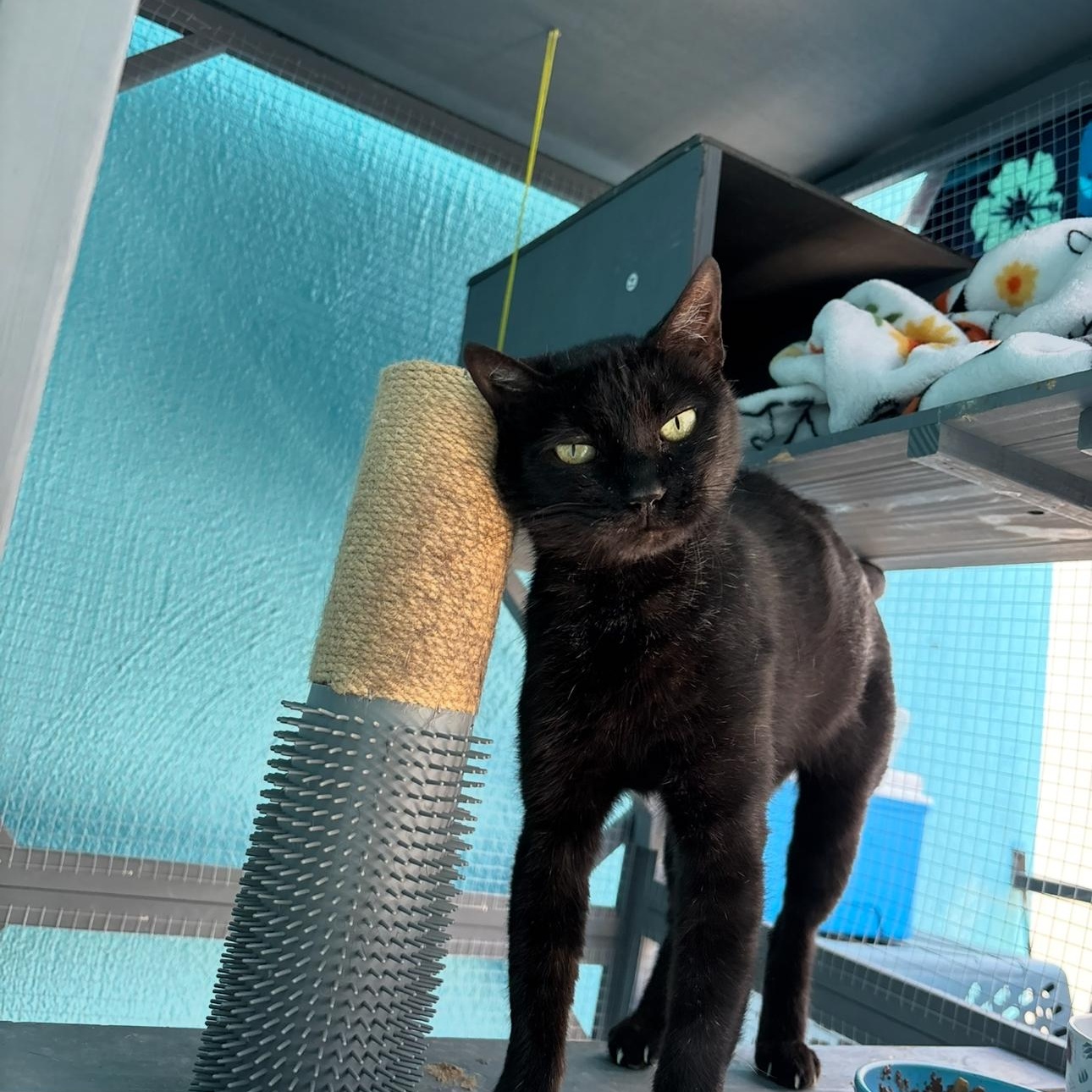 Enlarge Camellia, a Adoptable Domestic Short Hair in Los Angeles, CA image 6/6