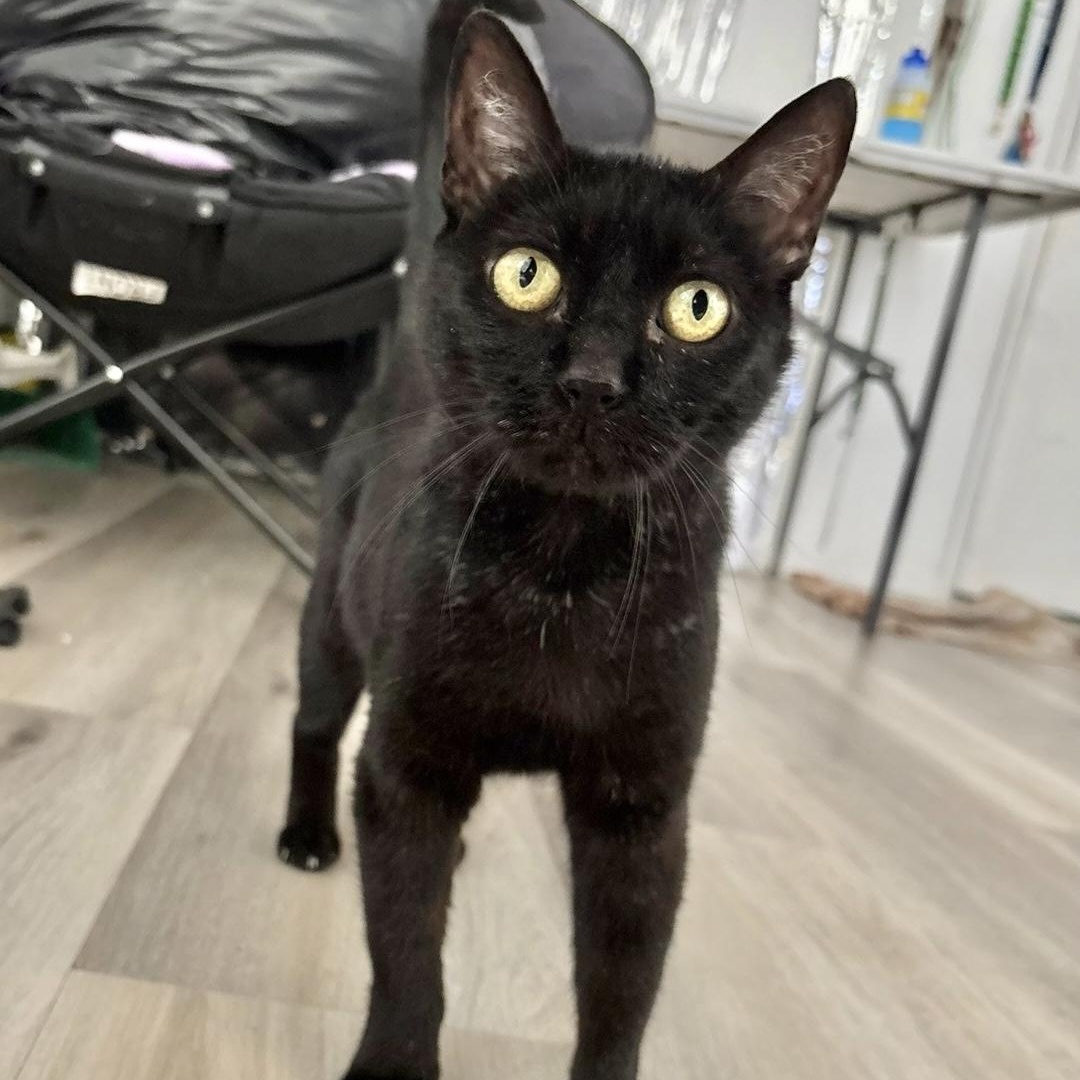 Camellia, Adoptable, Adult Female Domestic Short Hair.