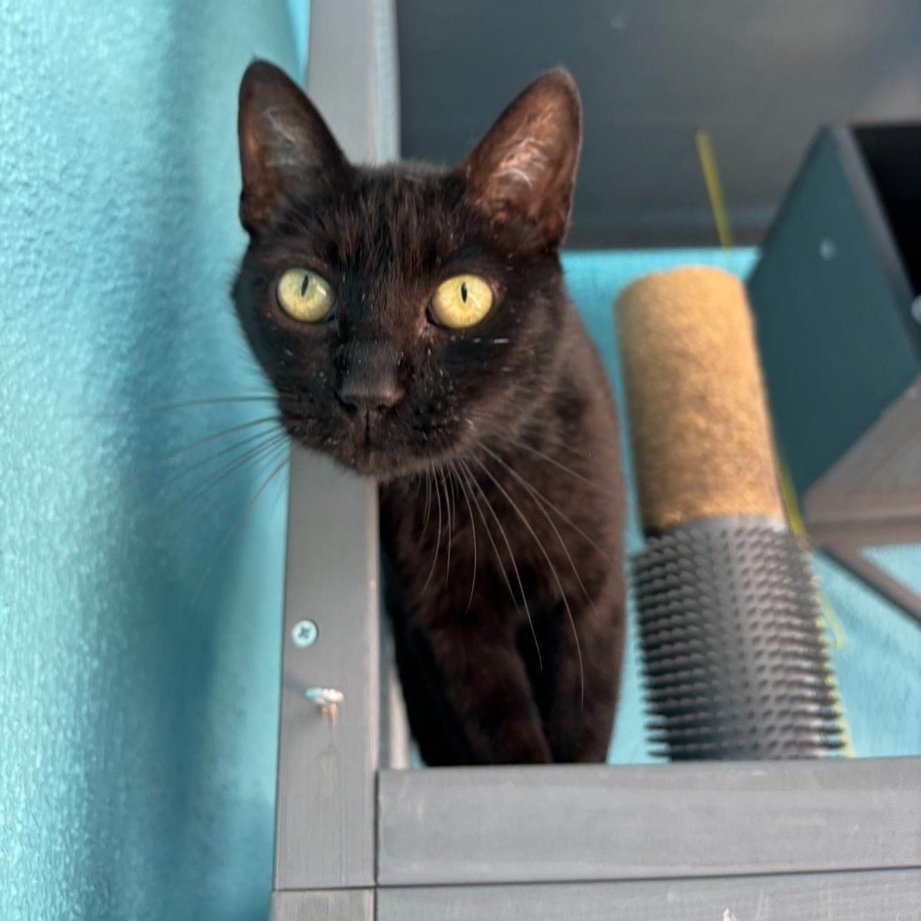 Enlarge Camellia, a Adoptable Domestic Short Hair in Los Angeles, CA image 2/6