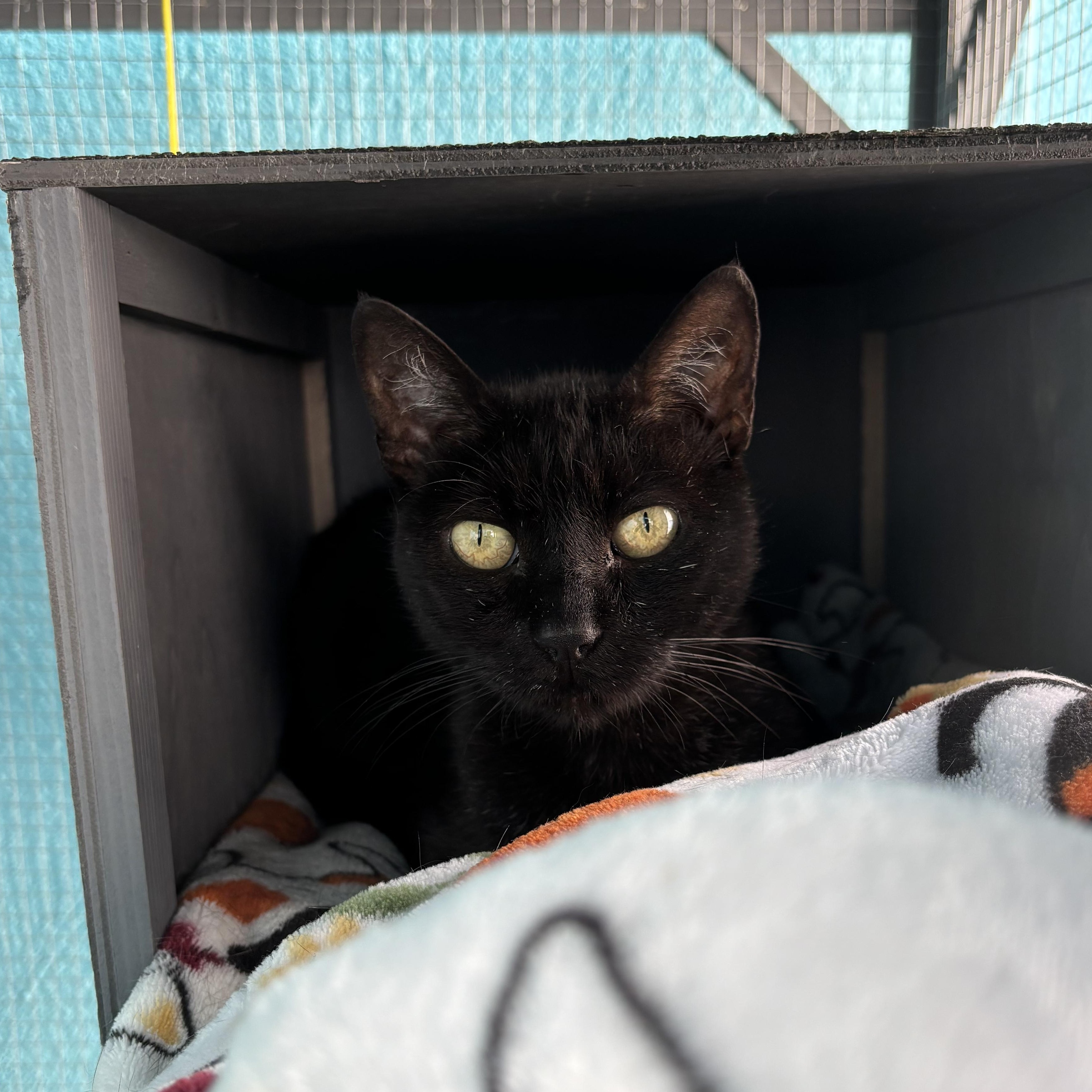 Enlarge Camellia, a Adoptable Domestic Short Hair in Los Angeles, CA image 4/6