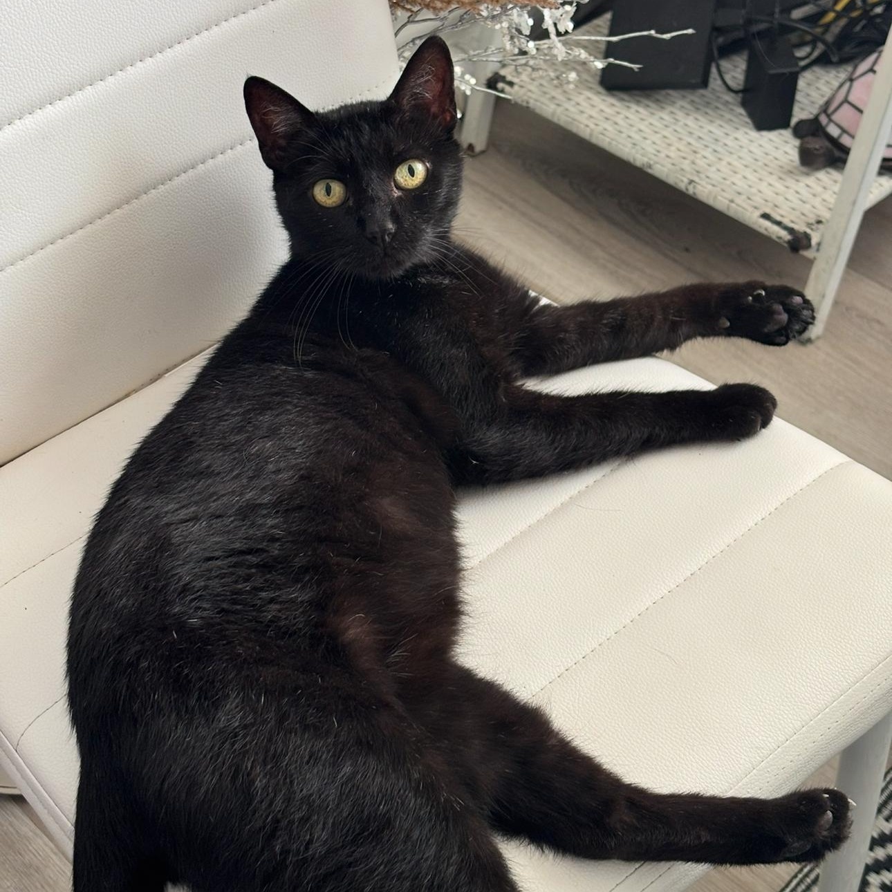 Enlarge Camellia, a Adoptable Domestic Short Hair in Los Angeles, CA image 1/6