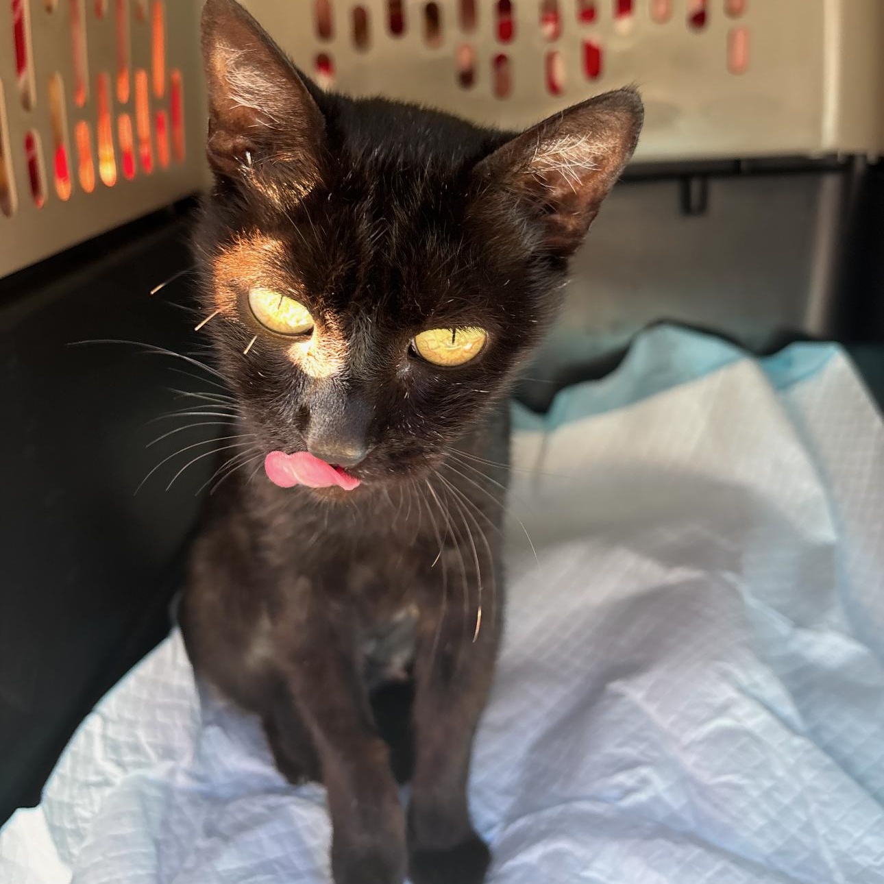 Enlarge Camellia, a Adoptable Domestic Short Hair in Los Angeles, CA image 5/6