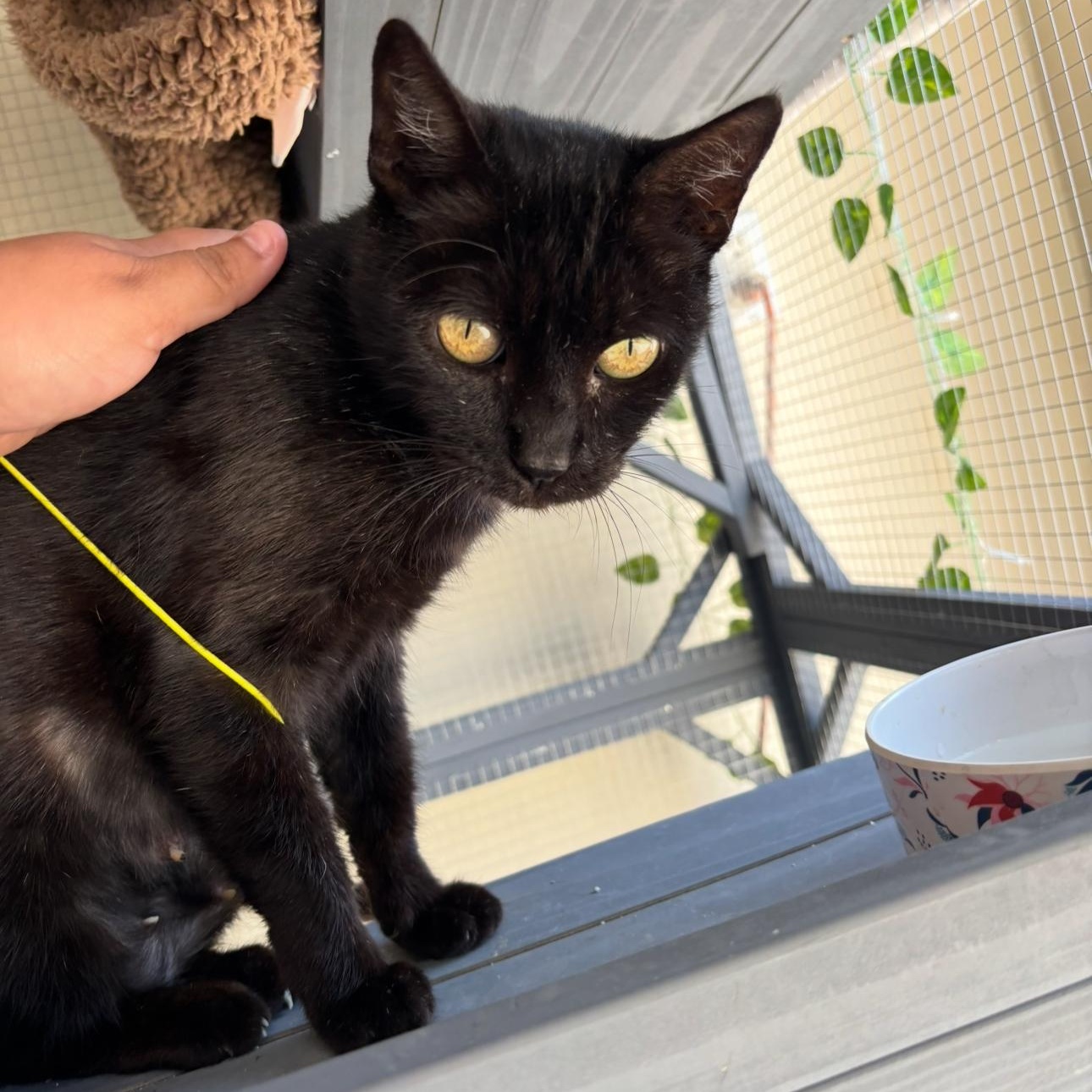 Enlarge Camellia, a Adoptable Domestic Short Hair in Los Angeles, CA image 3/6