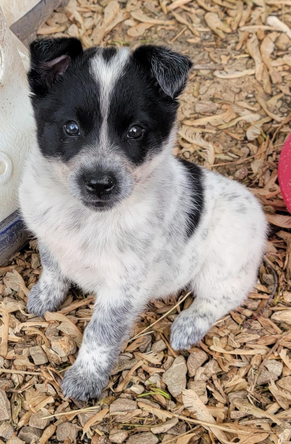 Enlarge American Eskimo/ Blue Heeler female pups, a Adopted mixed breed in Richland Center, WI image 2/4