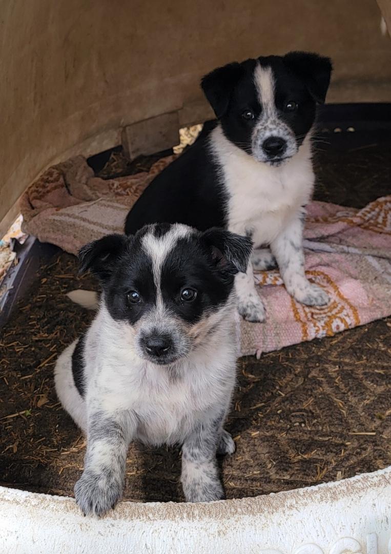 Enlarge American Eskimo/ Blue Heeler female pups, a Adopted mixed breed in Richland Center, WI image 3/4