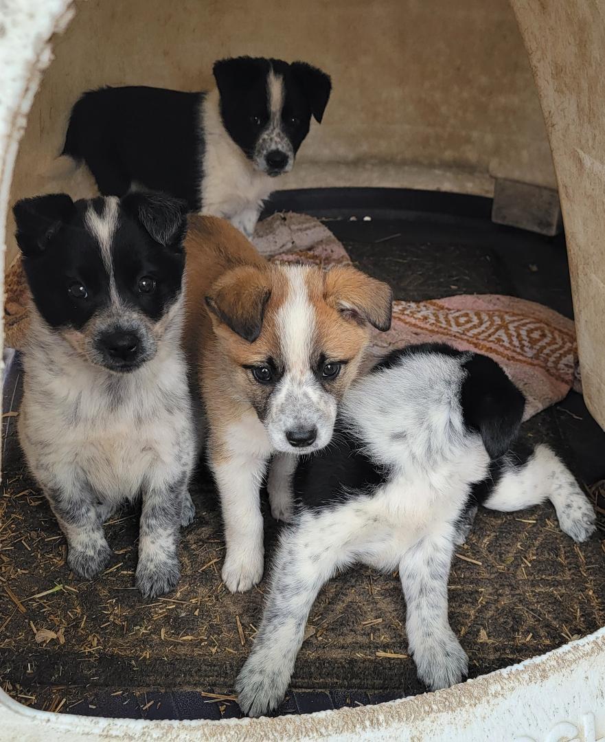 Enlarge American Eskimo/ Blue Heeler female pups, a Adopted mixed breed in Richland Center, WI image 1/4