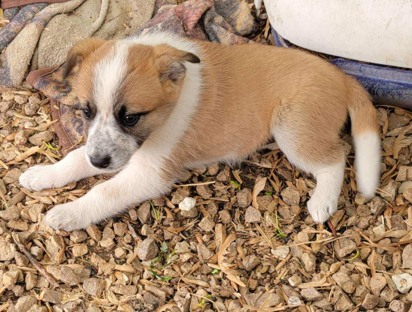 Enlarge American Eskimo/ Blue Heeler female pups, a Adopted mixed breed in Richland Center, WI image 4/4