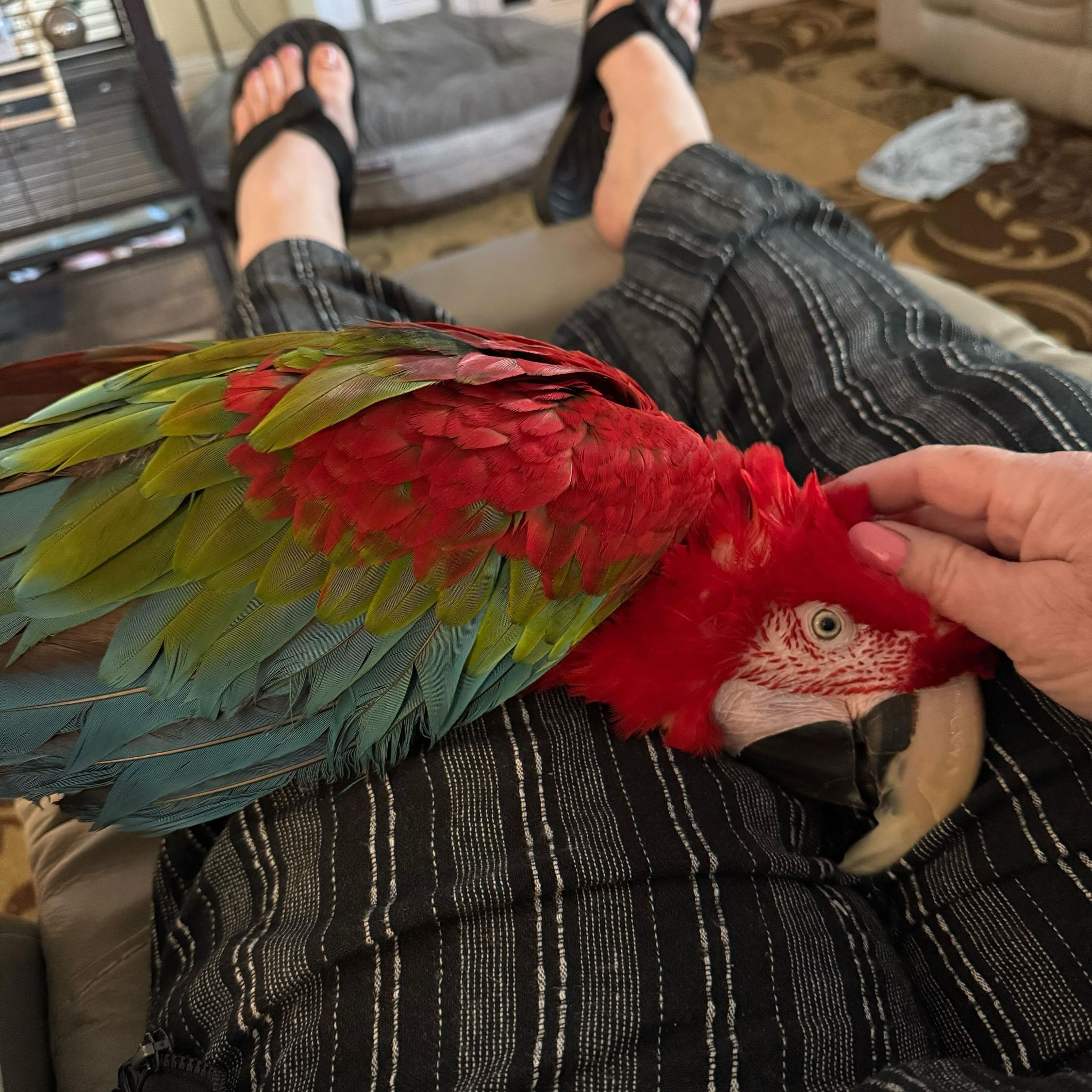 Titan, a ADOPTABLE Macaw in San Diego, CA image 2/4